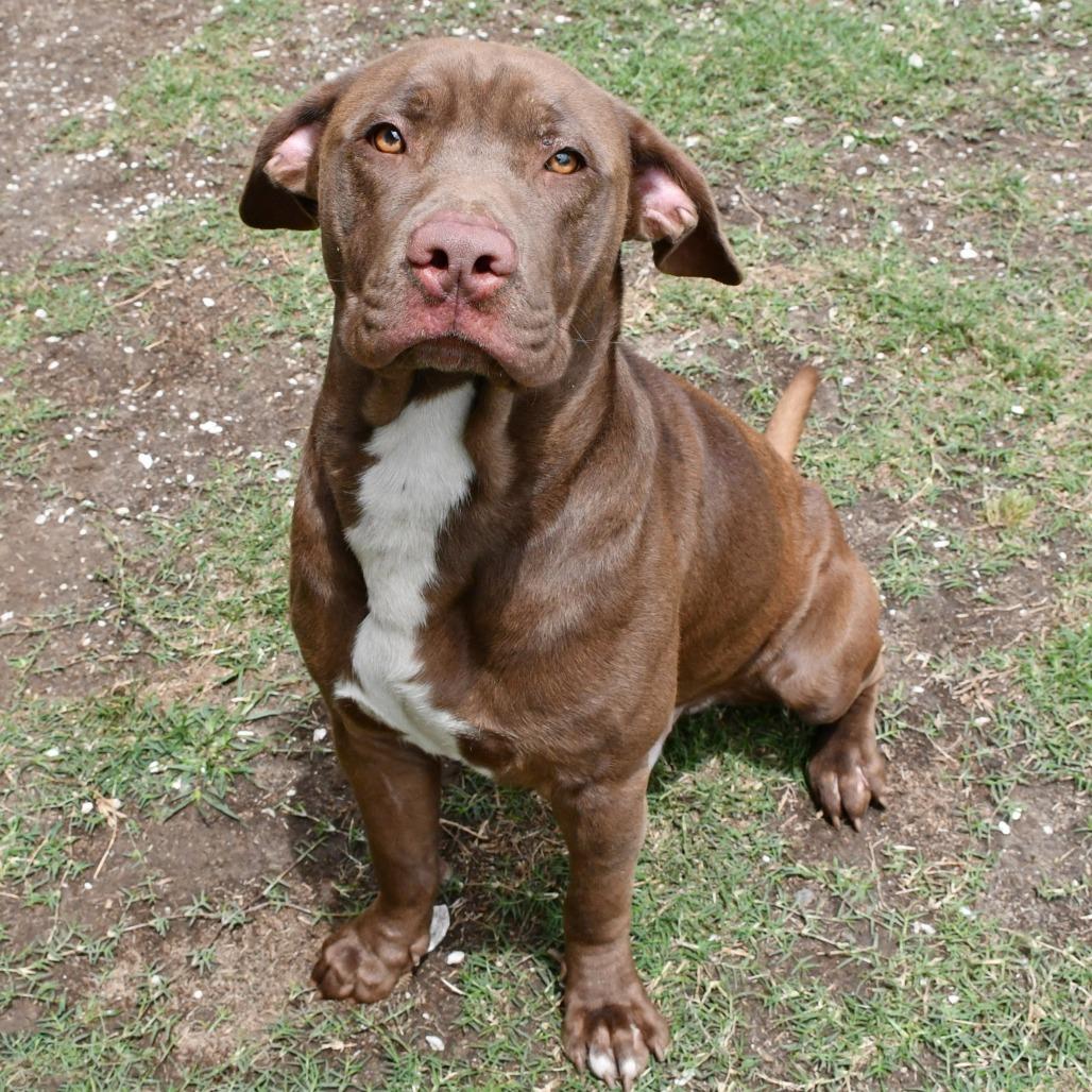 Enlarge Maddox, a Adoptable Chesapeake Bay Retriever in Beaumont, TX image 5/6