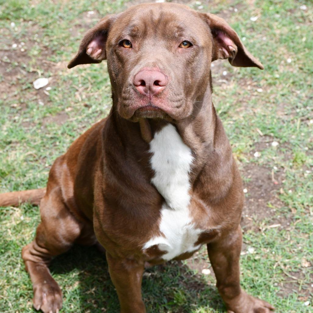 Enlarge Maddox, a Adoptable Chesapeake Bay Retriever in Beaumont, TX image 6/6