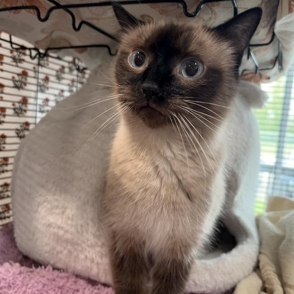 Enlarge Lorenzo, a Adoptable Siamese in Muncie, IN image 1/1