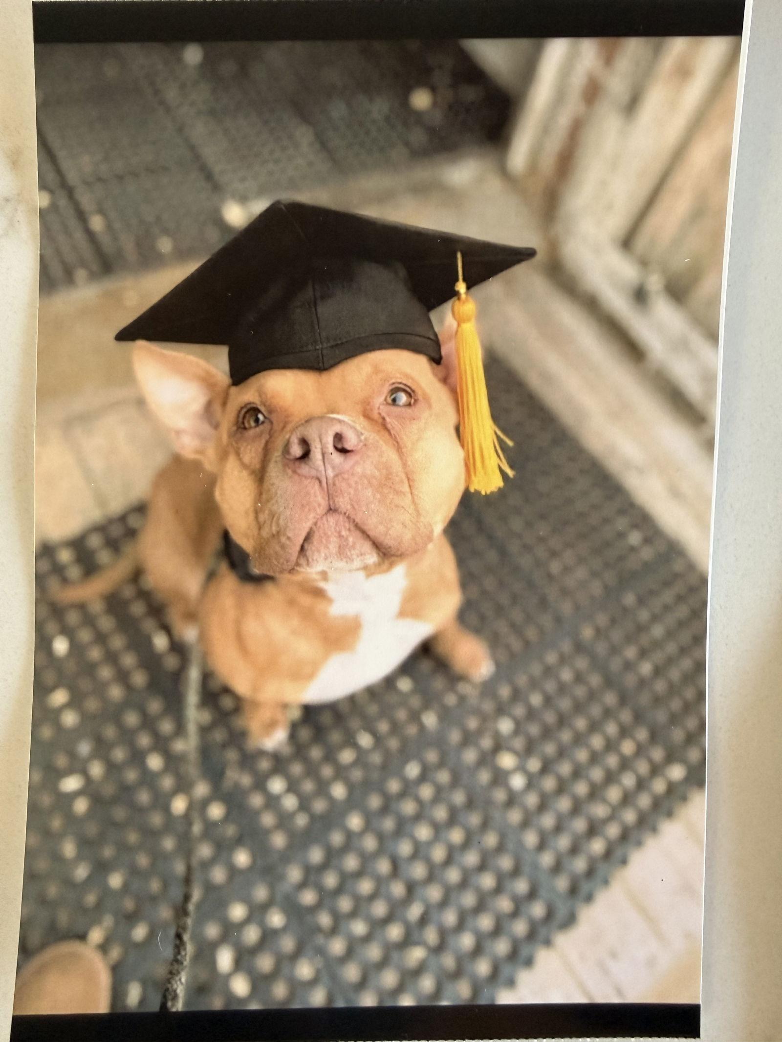 Enlarge Roscoe #6, a Adoptable Pit Bull Terrier in Aurora, CO image 1/3