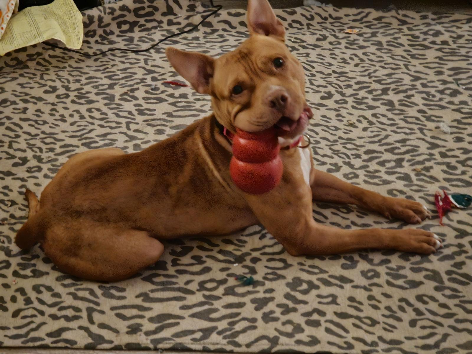 Enlarge Roscoe #6, a Adoptable Pit Bull Terrier in Aurora, CO image 2/3