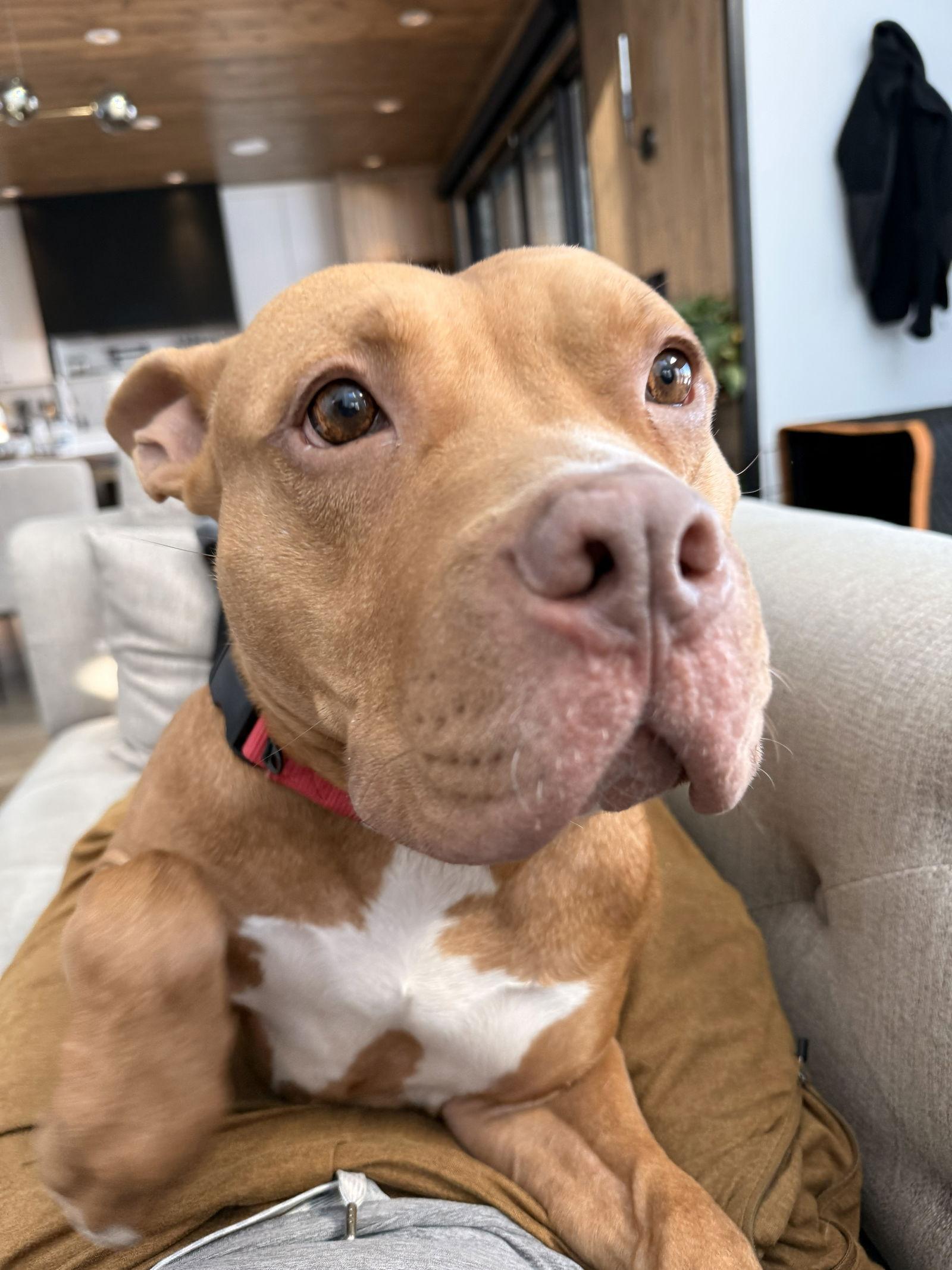 Enlarge Roscoe #6, a Adoptable Pit Bull Terrier in Aurora, CO image 3/3