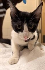 Popcorn, Adoptable, Kitten Male Domestic Short Hair.