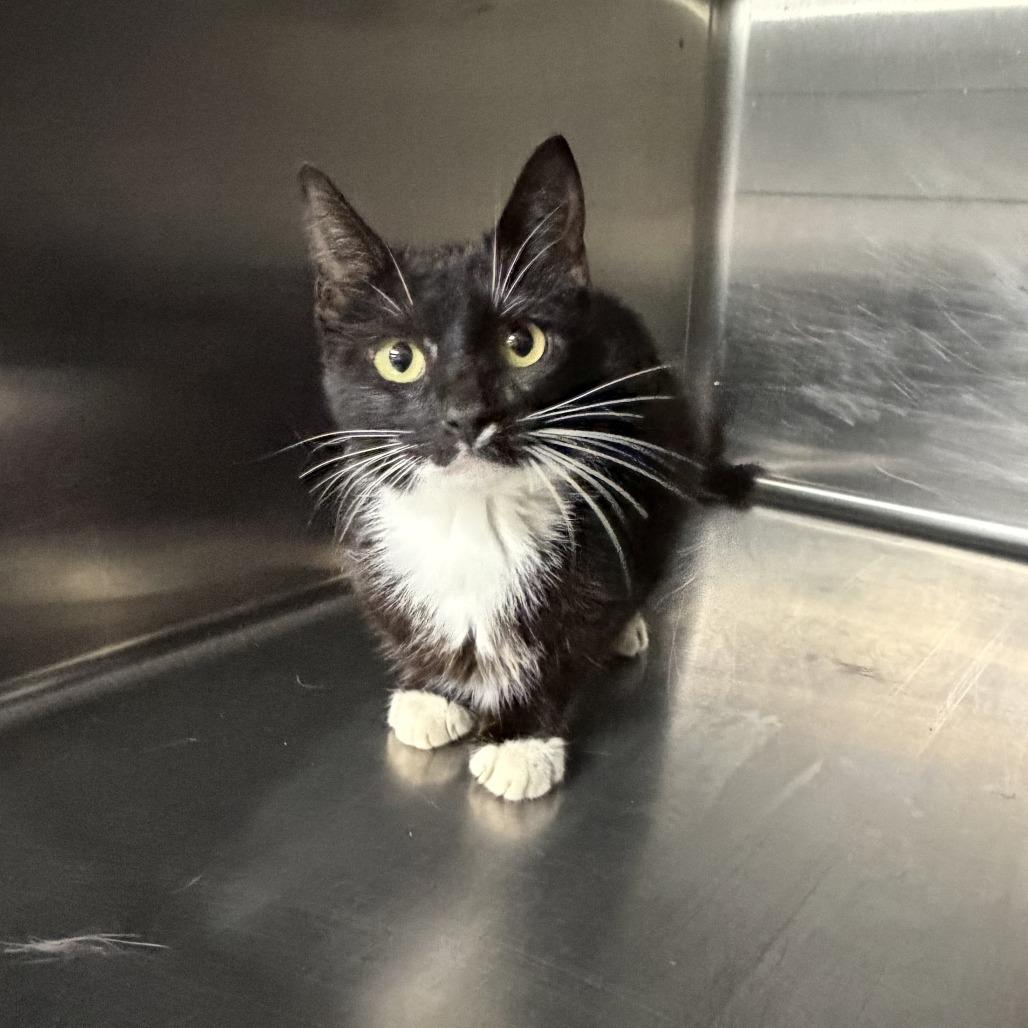 MLB, Adoptable, Adult Female Domestic Short Hair.