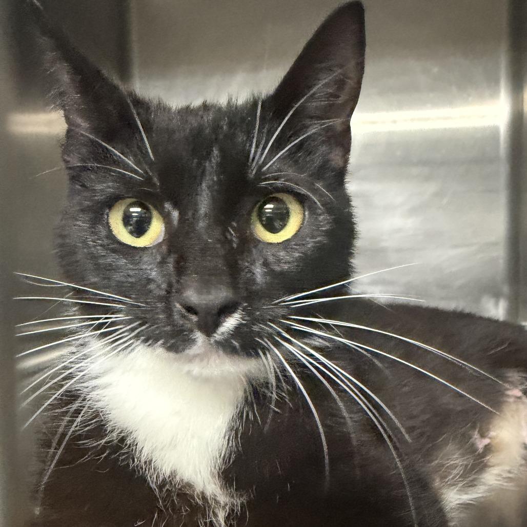 MLB, a Adoptable Domestic Short Hair in Marion, VA image 2/6