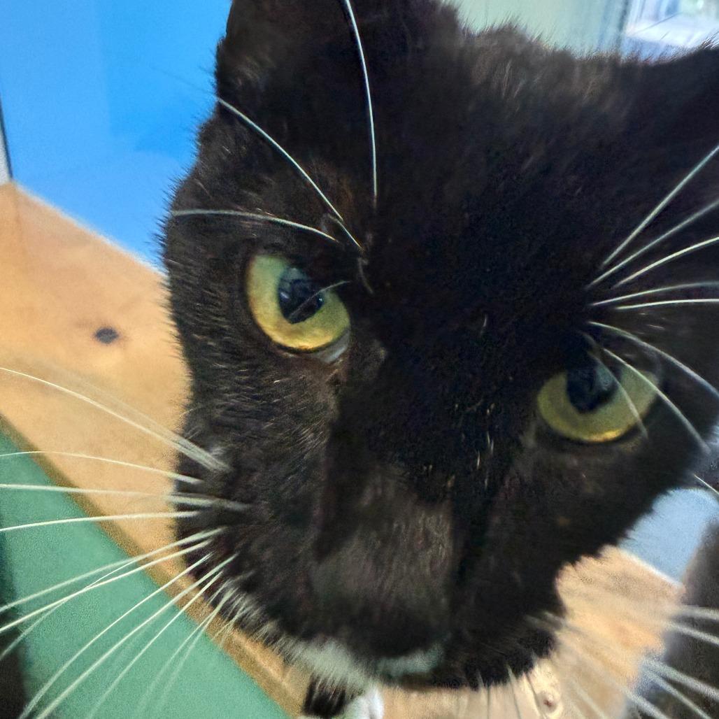 MLB, a Adoptable Domestic Short Hair in Marion, VA image 3/6