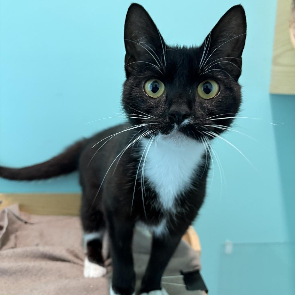 MLB, a Adoptable Domestic Short Hair in Marion, VA image 4/6