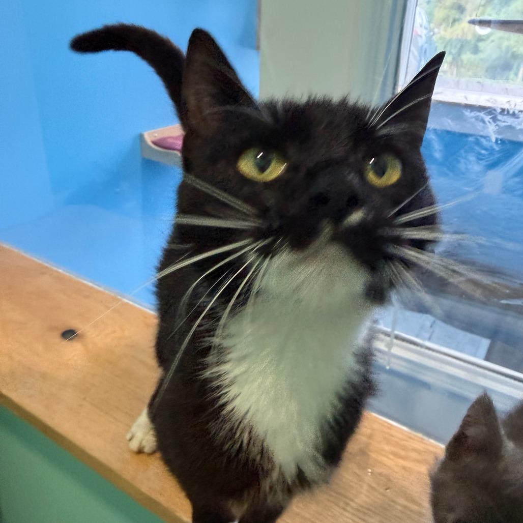 MLB, a Adoptable Domestic Short Hair in Marion, VA image 5/6