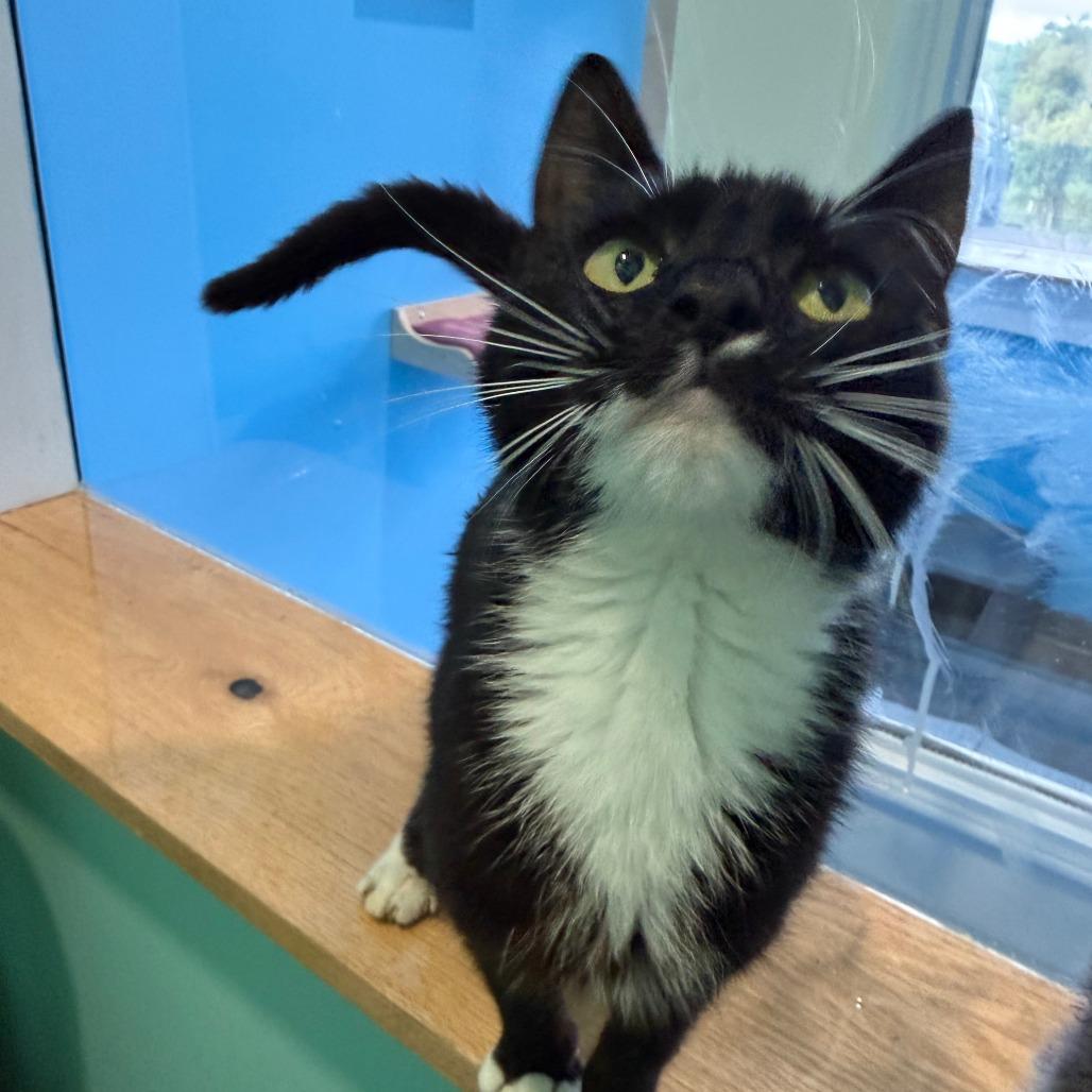 MLB, a Adoptable Domestic Short Hair in Marion, VA image 6/6