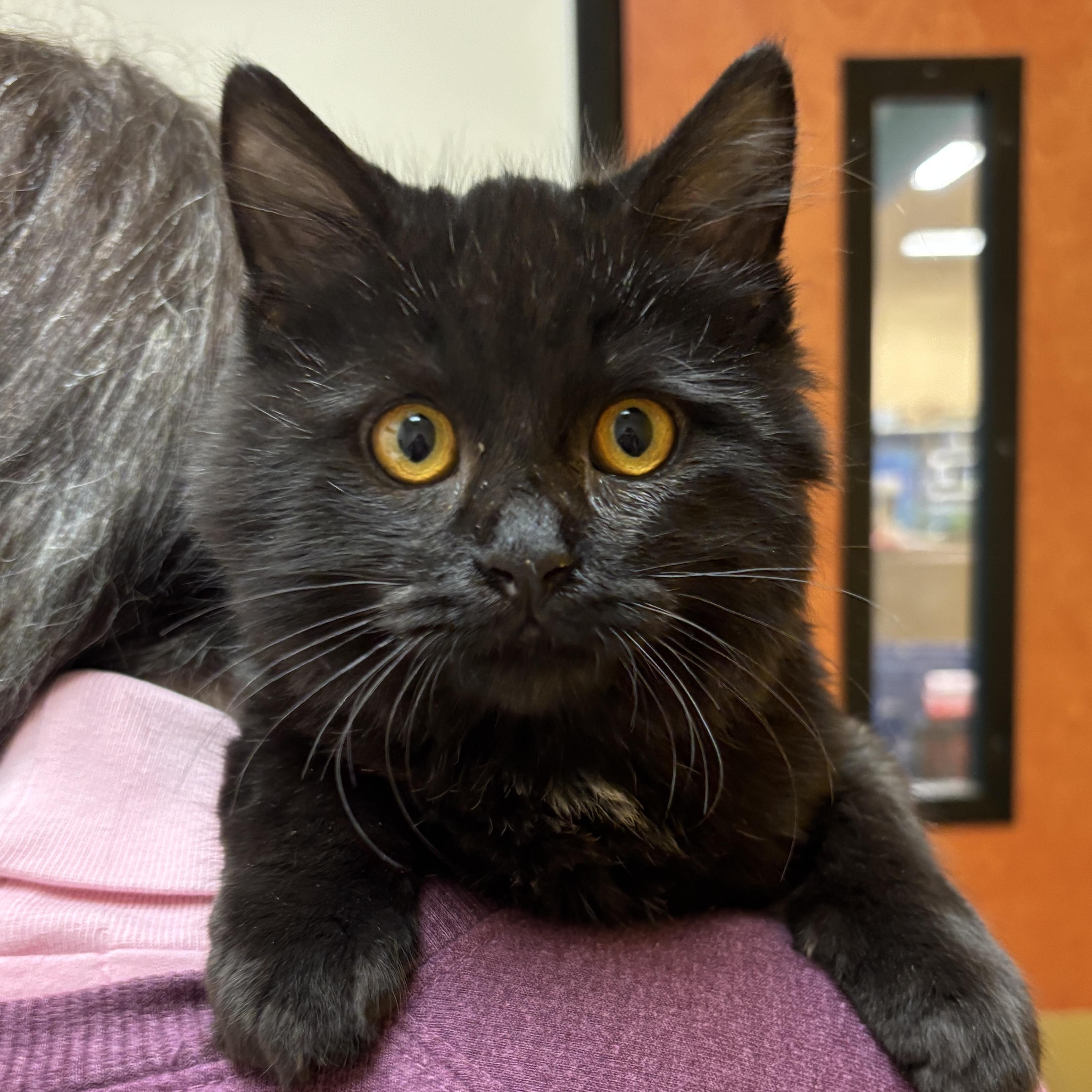 Enlarge Bear, a ADOPTABLE Domestic Medium Hair in Sonora, CA image 1/1