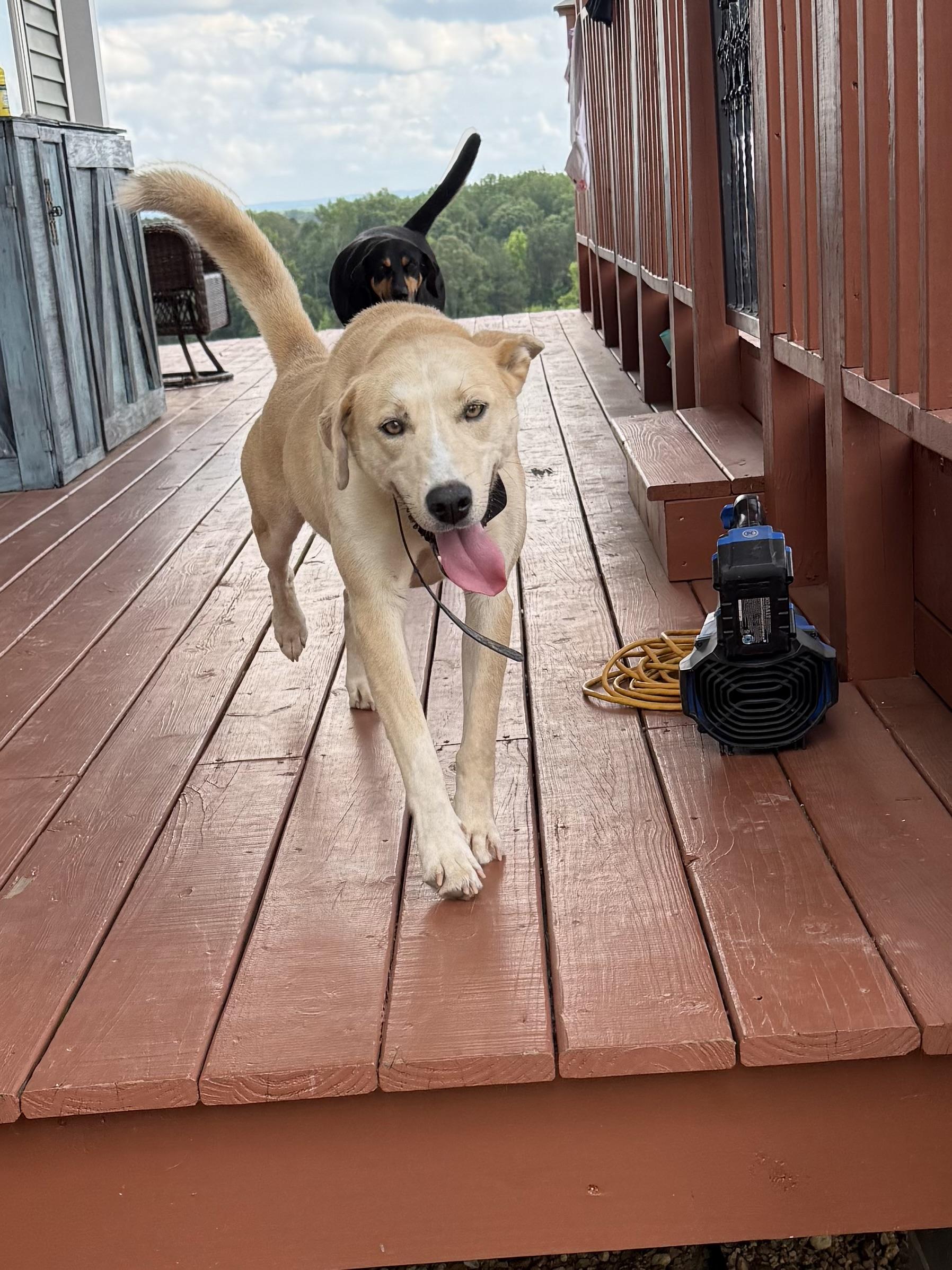 Dixie, Adoptable, Adult Female Husky & Labrador Retriever.