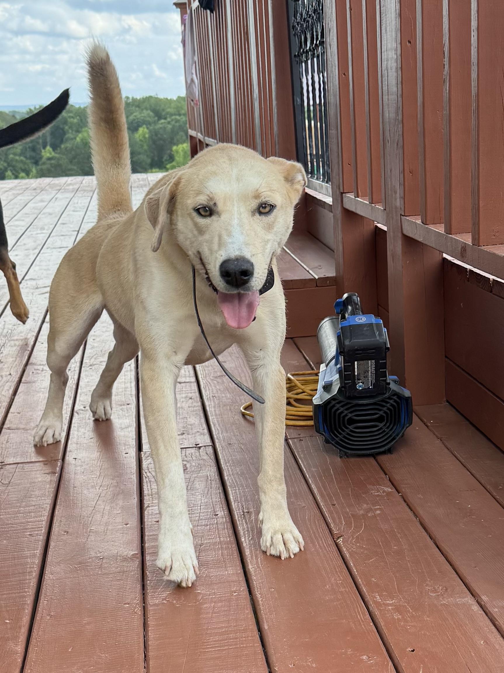 Dixie, a Adoptable mixed breed in Chattanooga, TN image 2/3