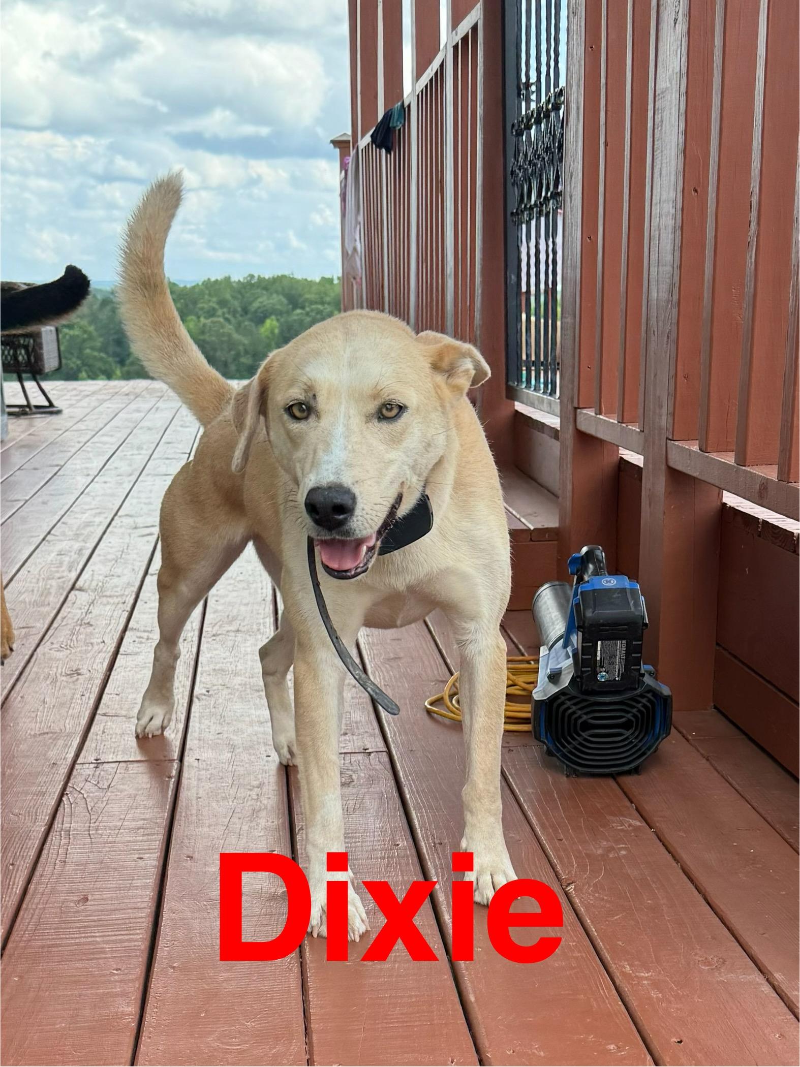 Dixie, a Adoptable mixed breed in Chattanooga, TN image 3/3
