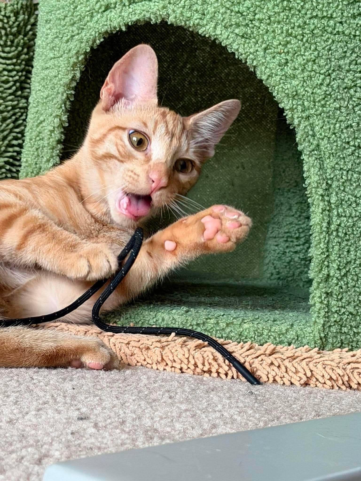 Enlarge Blaze, a Adopted Domestic Short Hair in Avondale, PA image 6/6