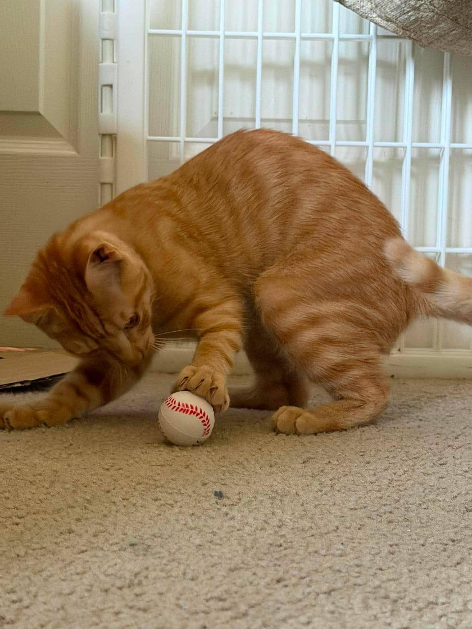 Enlarge Blaze, a Adopted Domestic Short Hair in Avondale, PA image 3/6