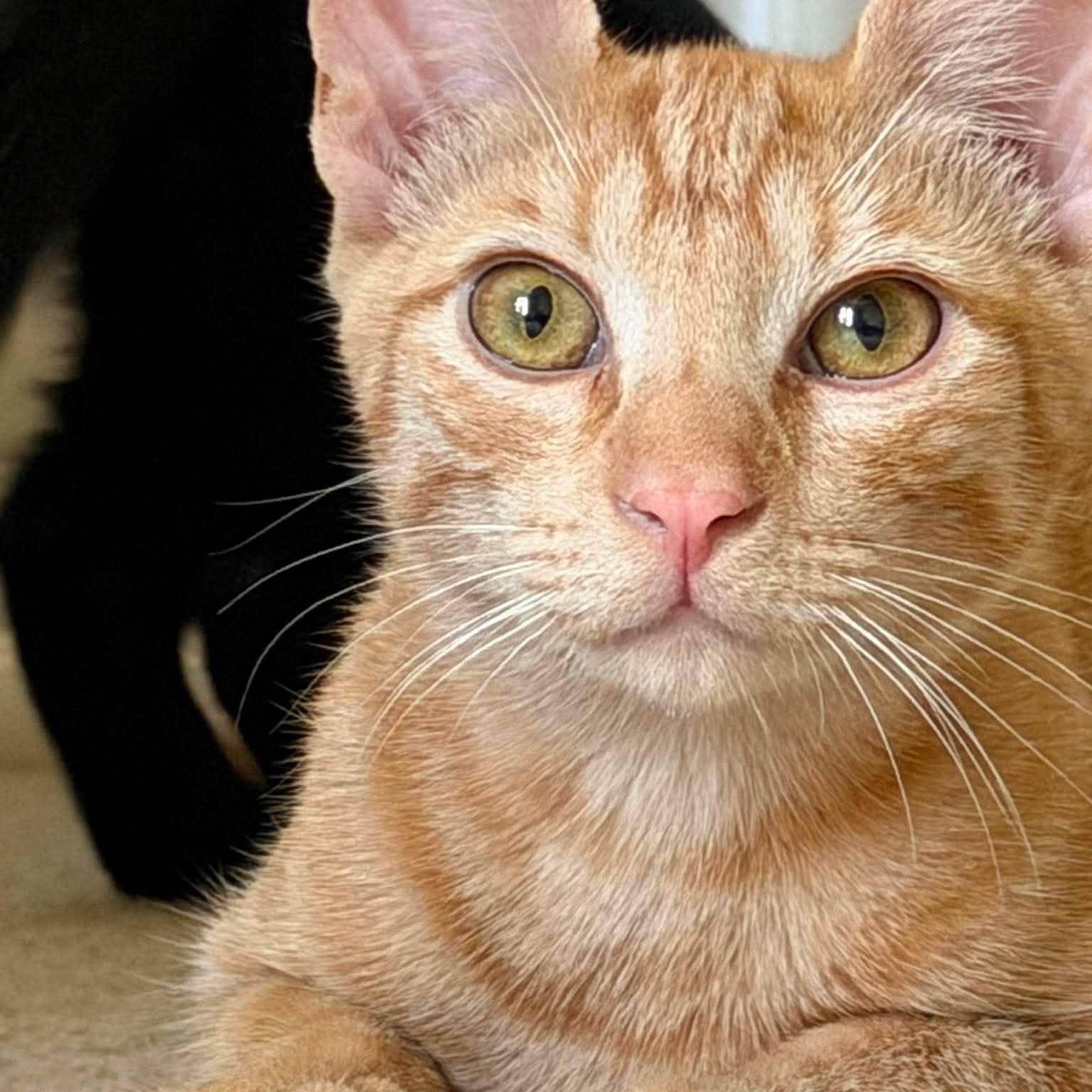 Blaze, Adopted, Young Male Domestic Short Hair.