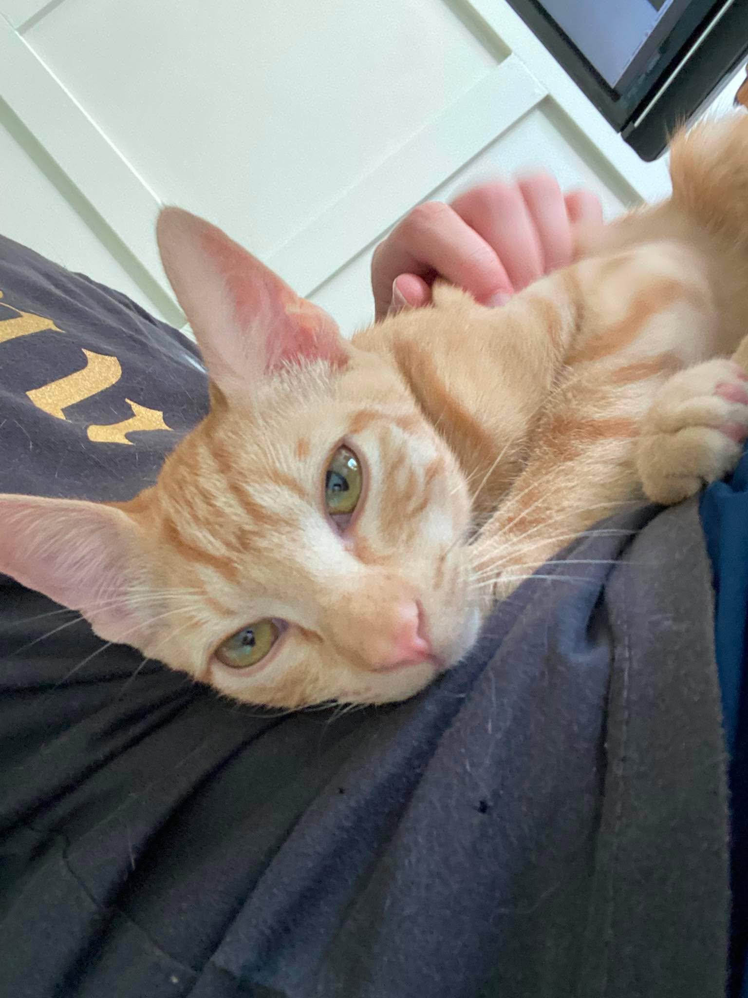 Enlarge Blaze, a Adopted Domestic Short Hair in Avondale, PA image 2/6