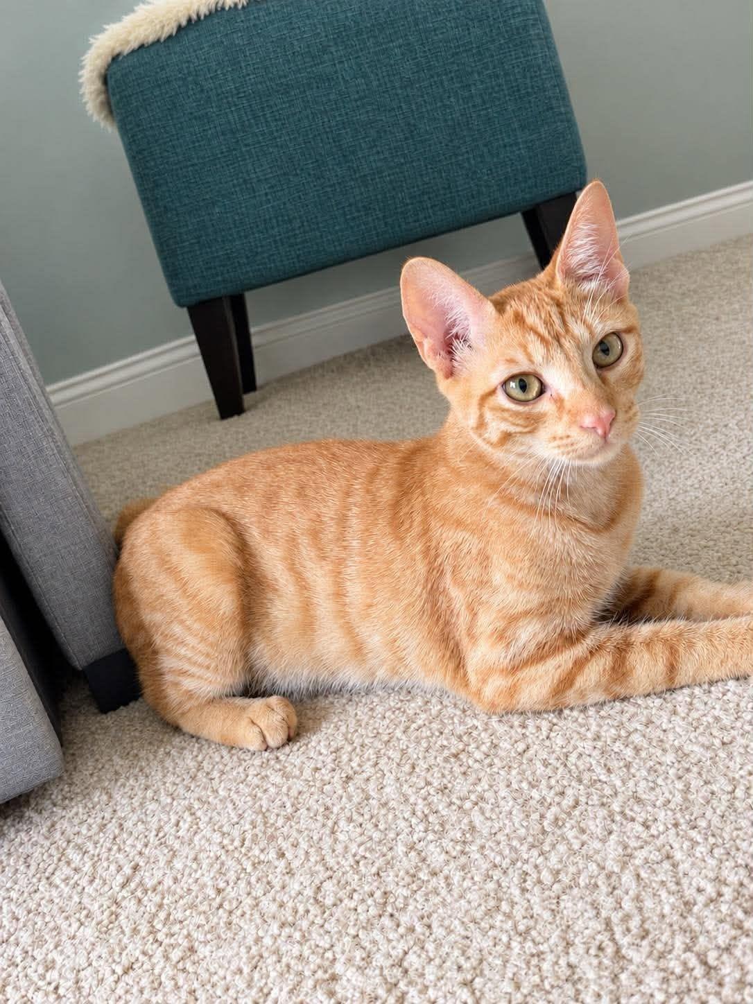 Enlarge Blaze, a Adopted Domestic Short Hair in Avondale, PA image 5/6