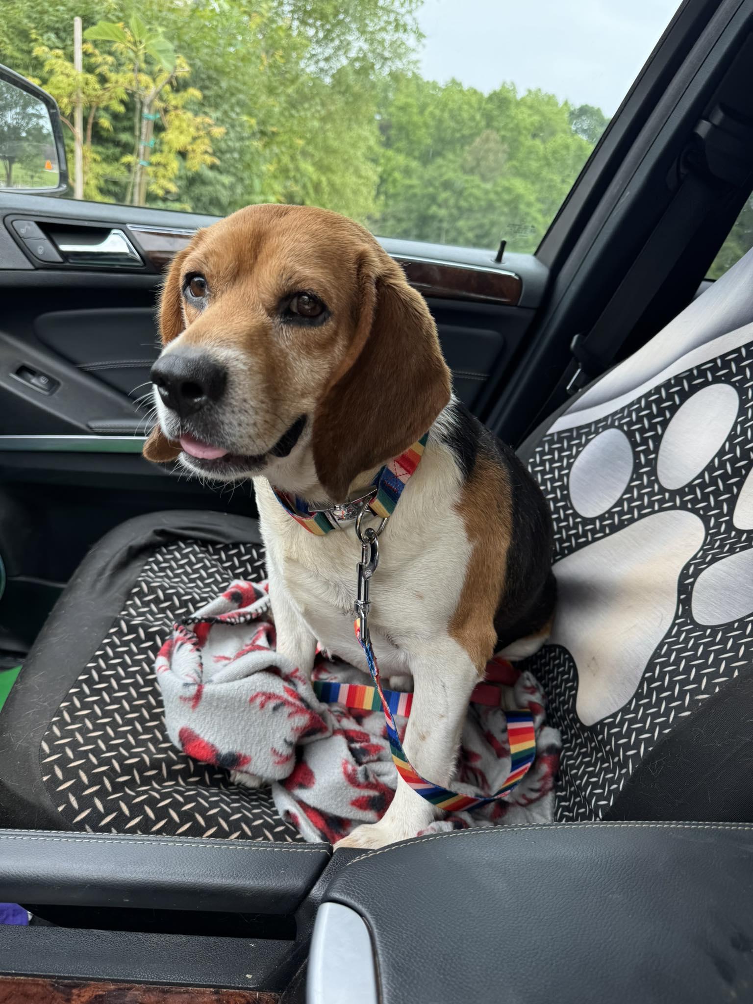 Enlarge Grady, a Adopted Beagle in Douglasville, GA image 2/4