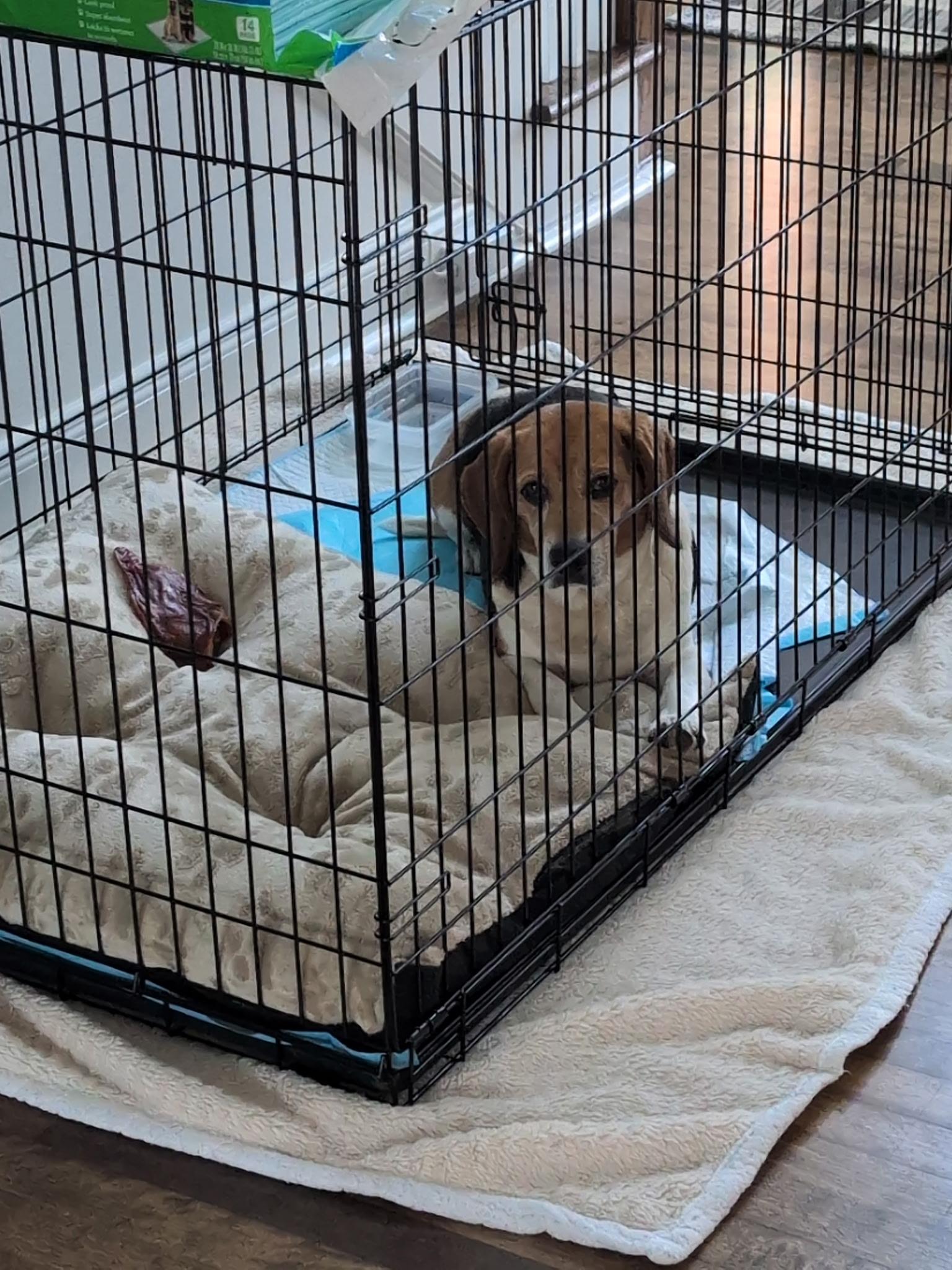 Enlarge Grady, a Adopted Beagle in Douglasville, GA image 4/4