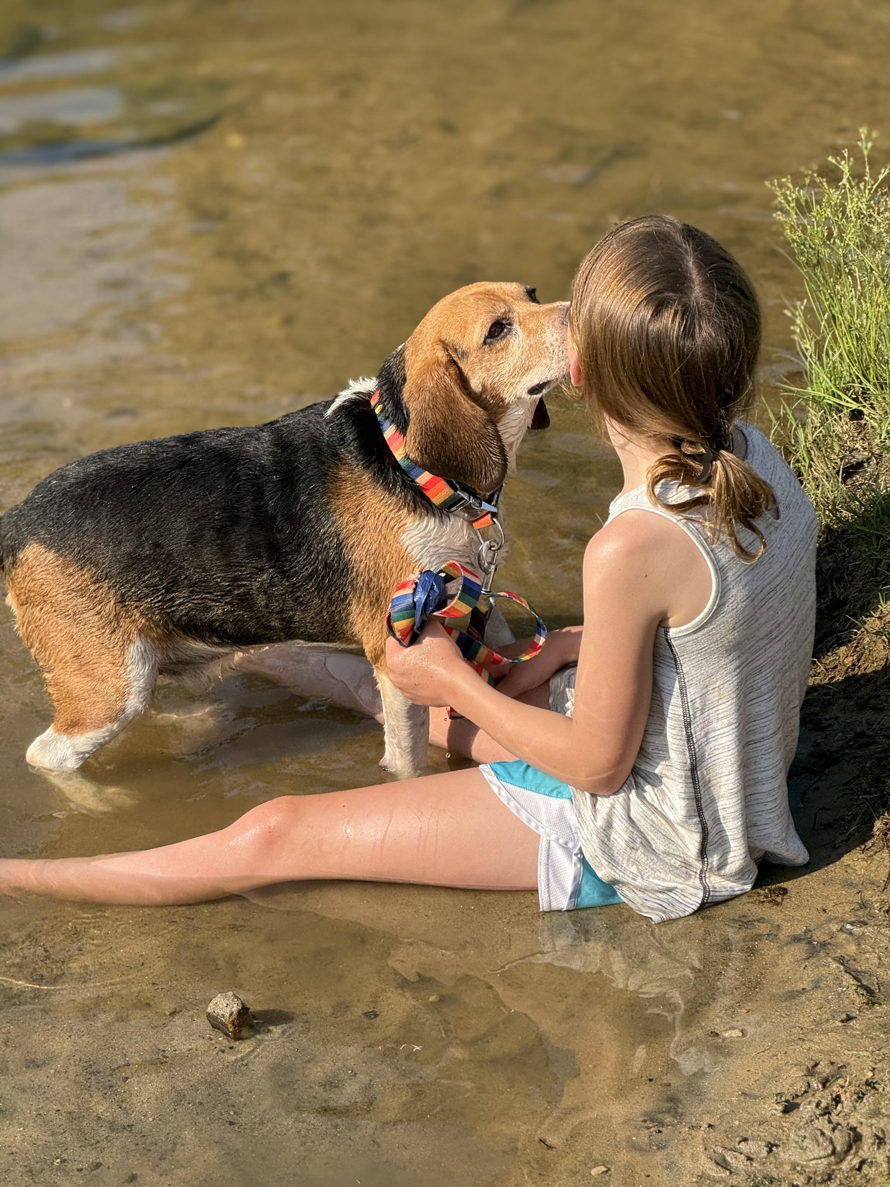 Enlarge Grady, a Adopted Beagle in Douglasville, GA image 1/4