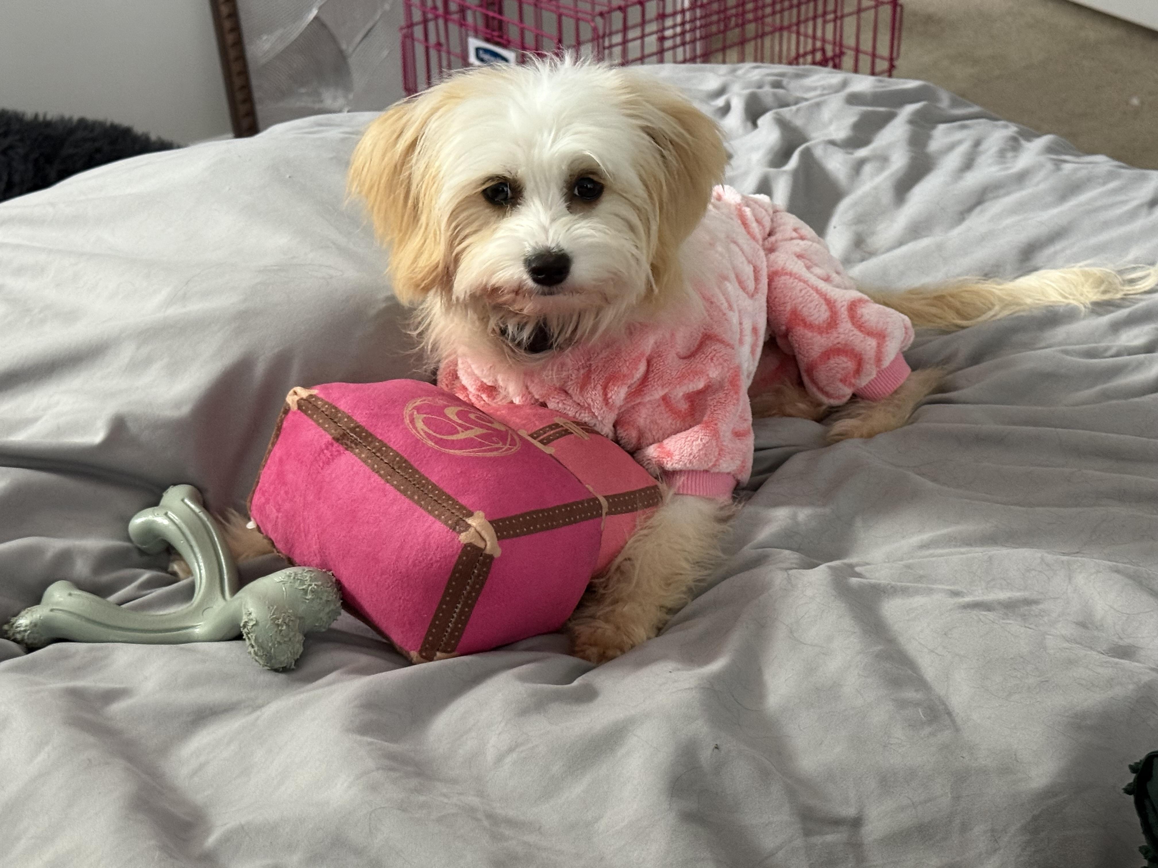 BOW, ADOPTABLE, Puppy Female Maltipoo.