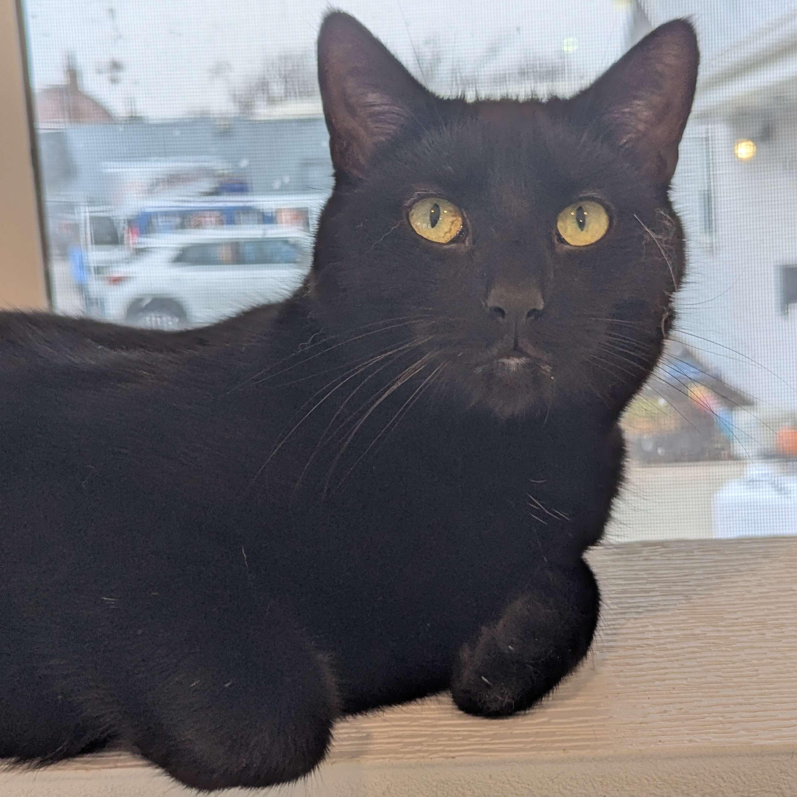 Abyss - The Executive