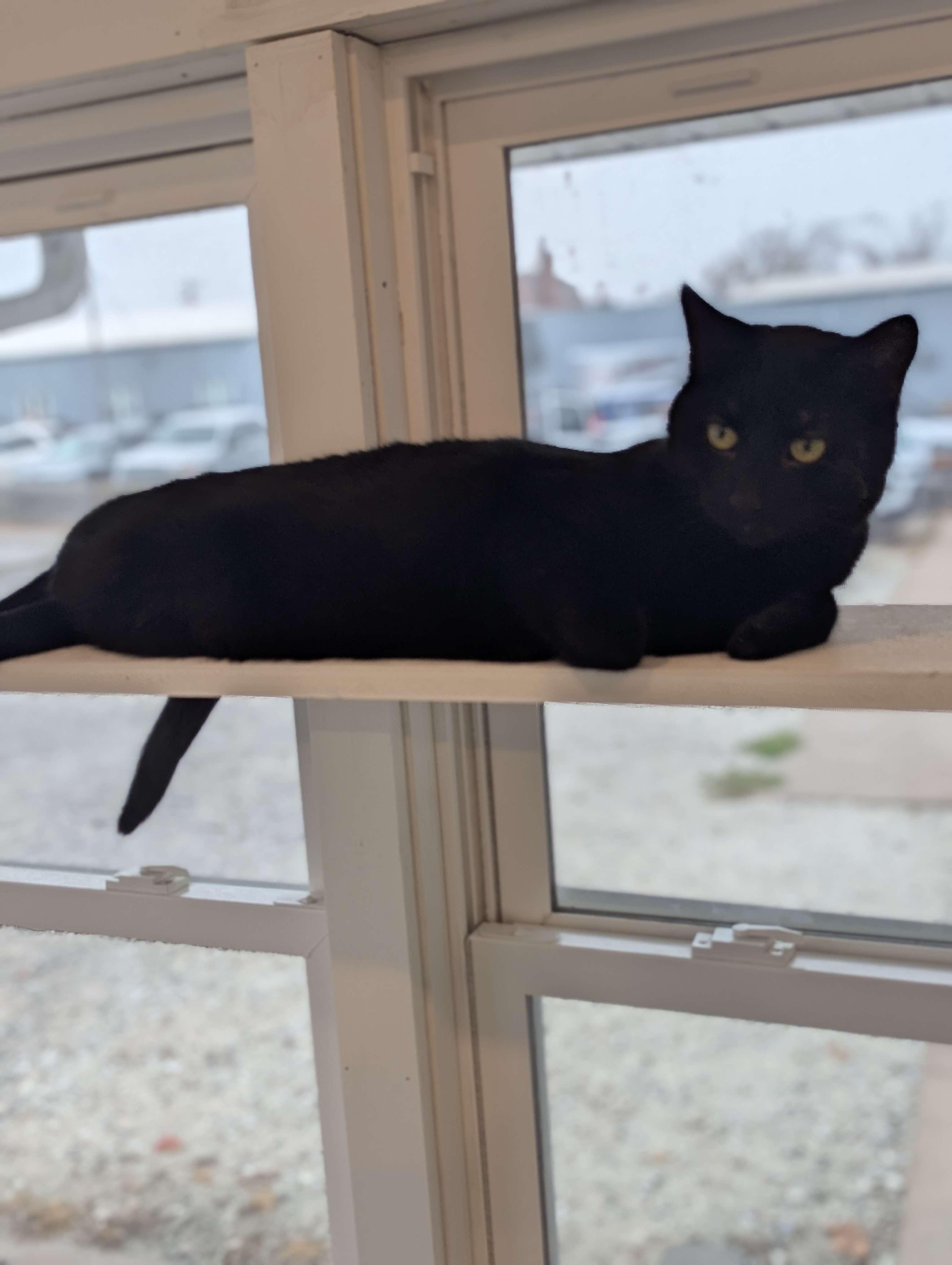 Abyss - The Executive