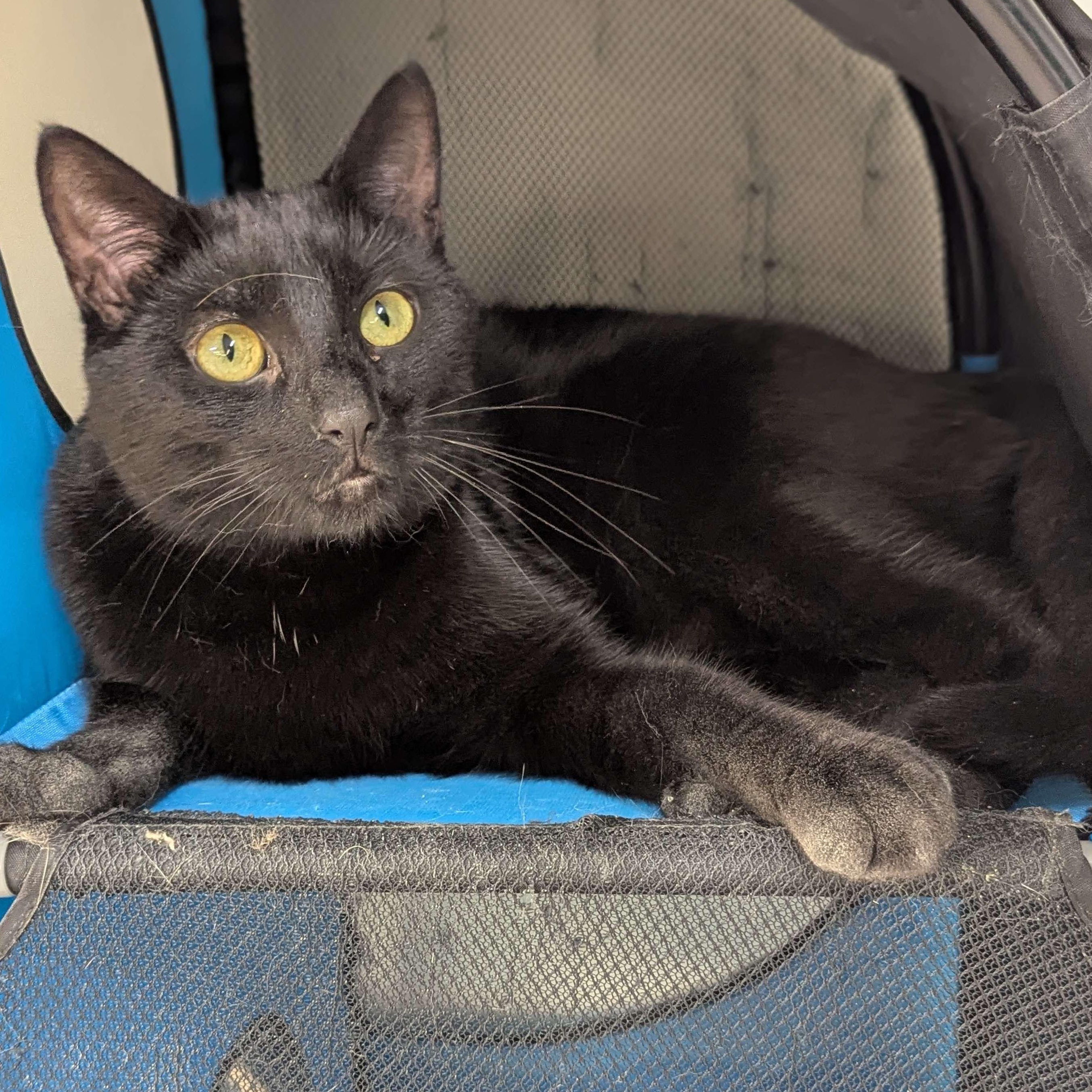 Abyss - The Executive, an adoptable Domestic Short Hair in Washington, IA, 52353 | Photo Image 6