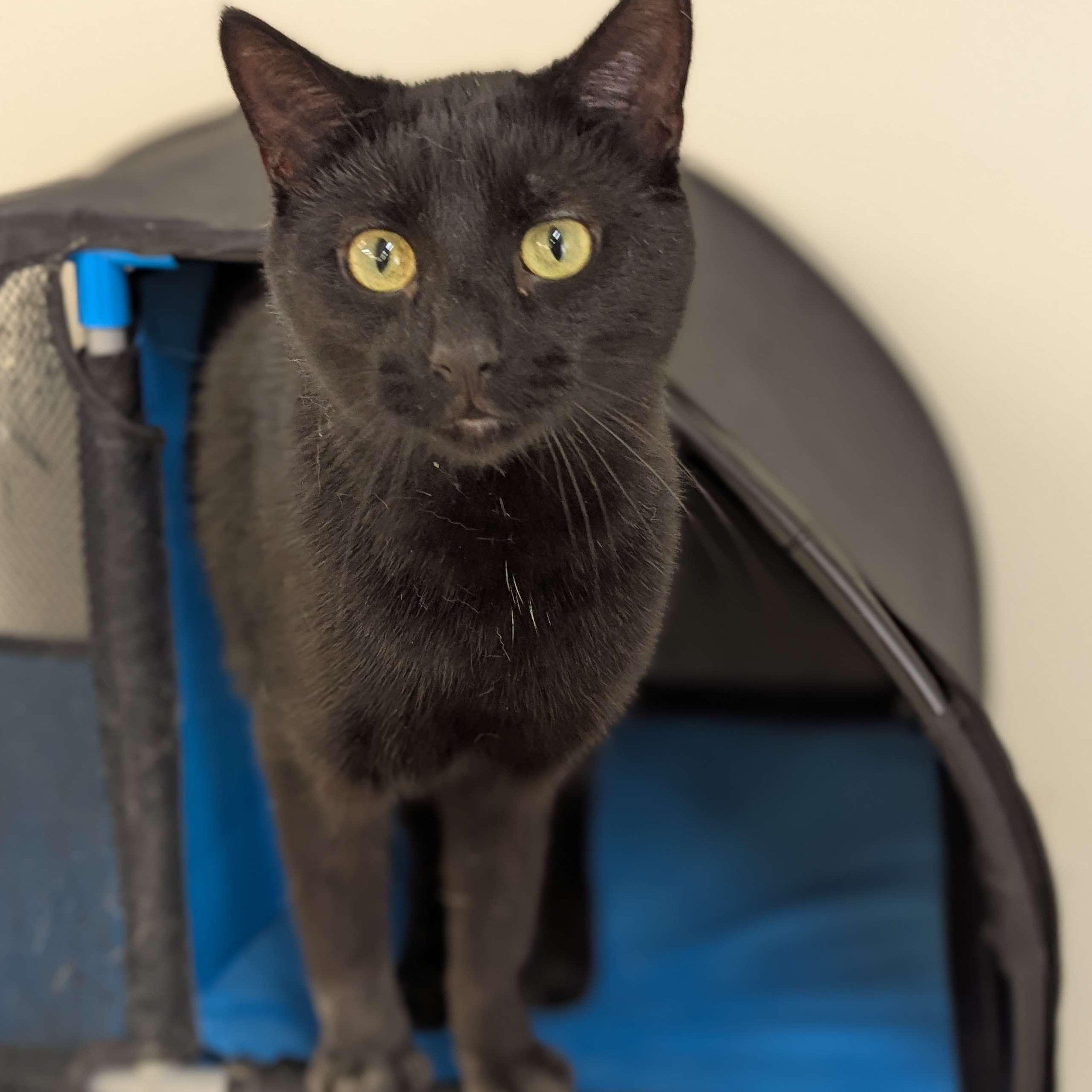 Abyss - The Executive, an adoptable Domestic Short Hair in Washington, IA, 52353 | Photo Image 1