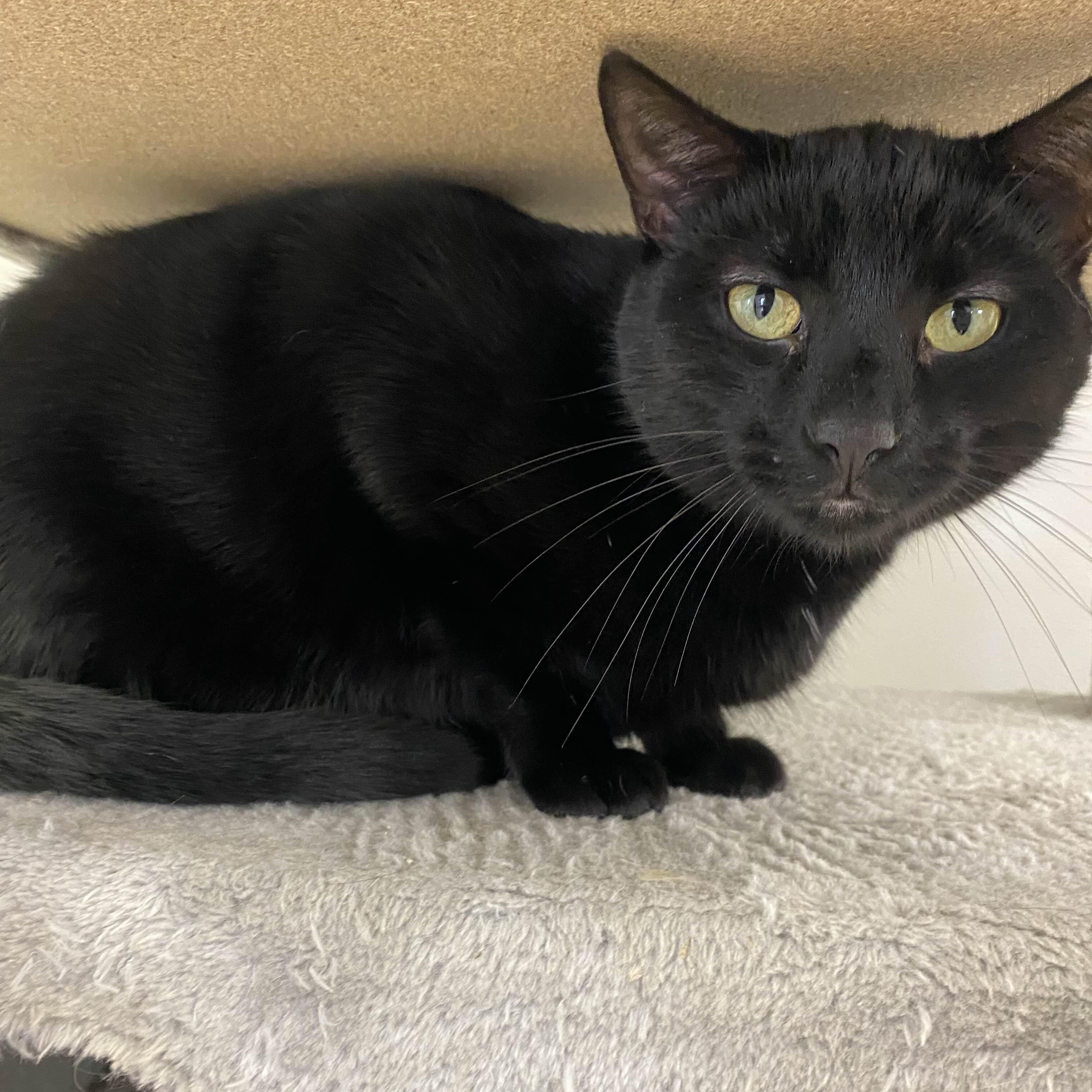 Abyss - The Executive, an adoptable Domestic Short Hair in Washington, IA, 52353 | Photo Image 4