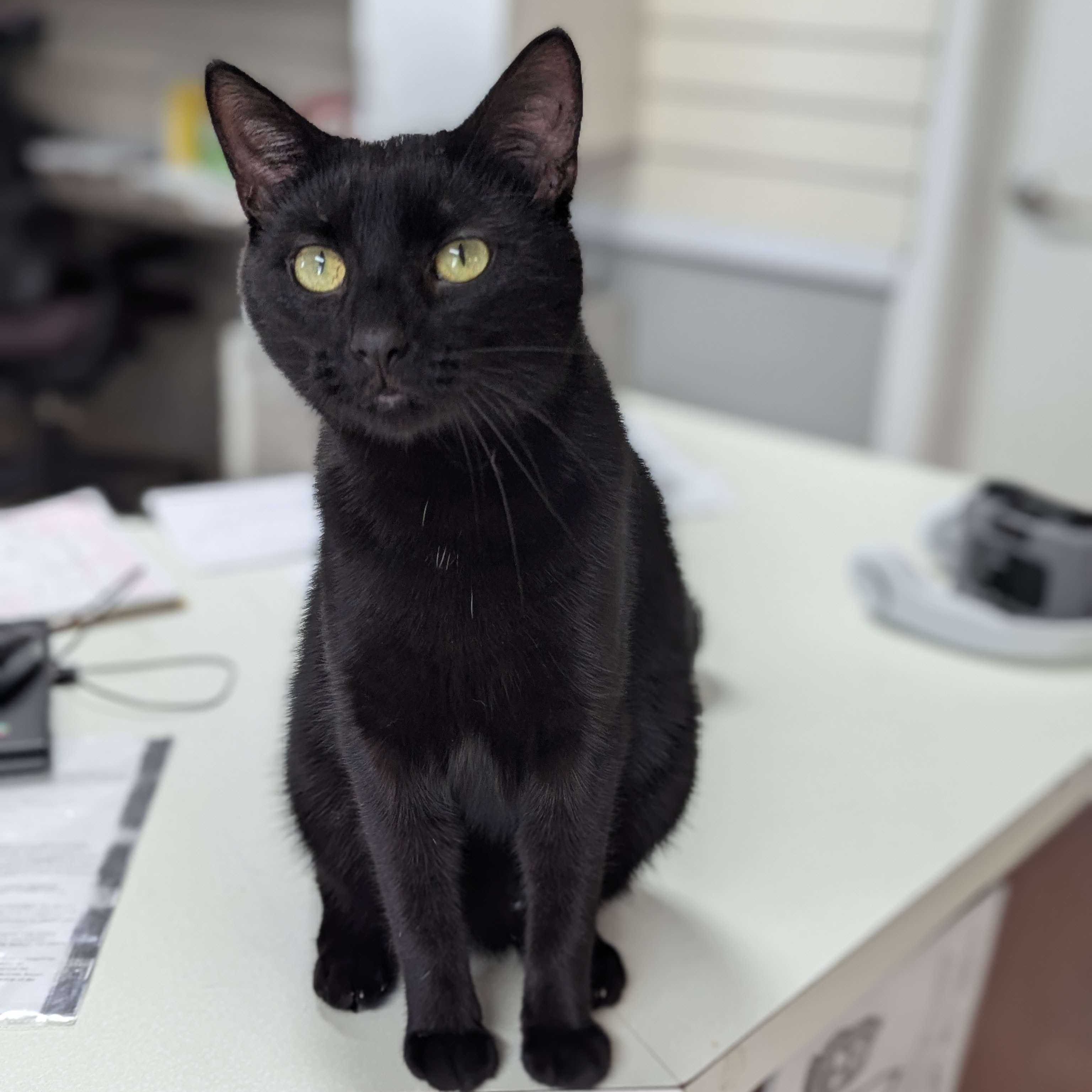 Abyss - The Executive, an adoptable Domestic Short Hair in Washington, IA, 52353 | Photo Image 1