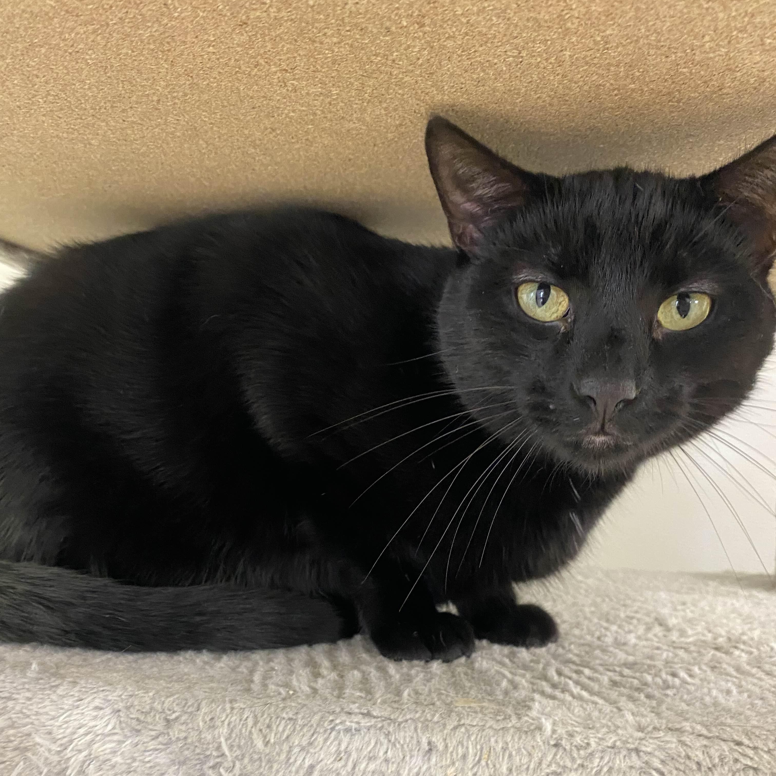 Abyss - The Executive, an adoptable Domestic Short Hair in Washington, IA, 52353 | Photo Image 5