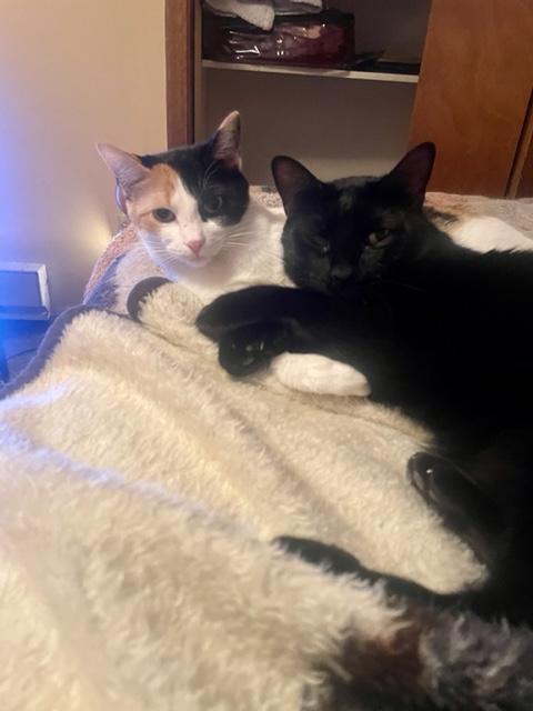 Enlarge Paulie & Cookie, a Adoptable Domestic Short Hair in Kearney, NE image 2/2