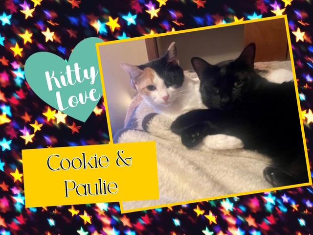 Enlarge Paulie & Cookie, a Adoptable Domestic Short Hair in Kearney, NE image 1/2