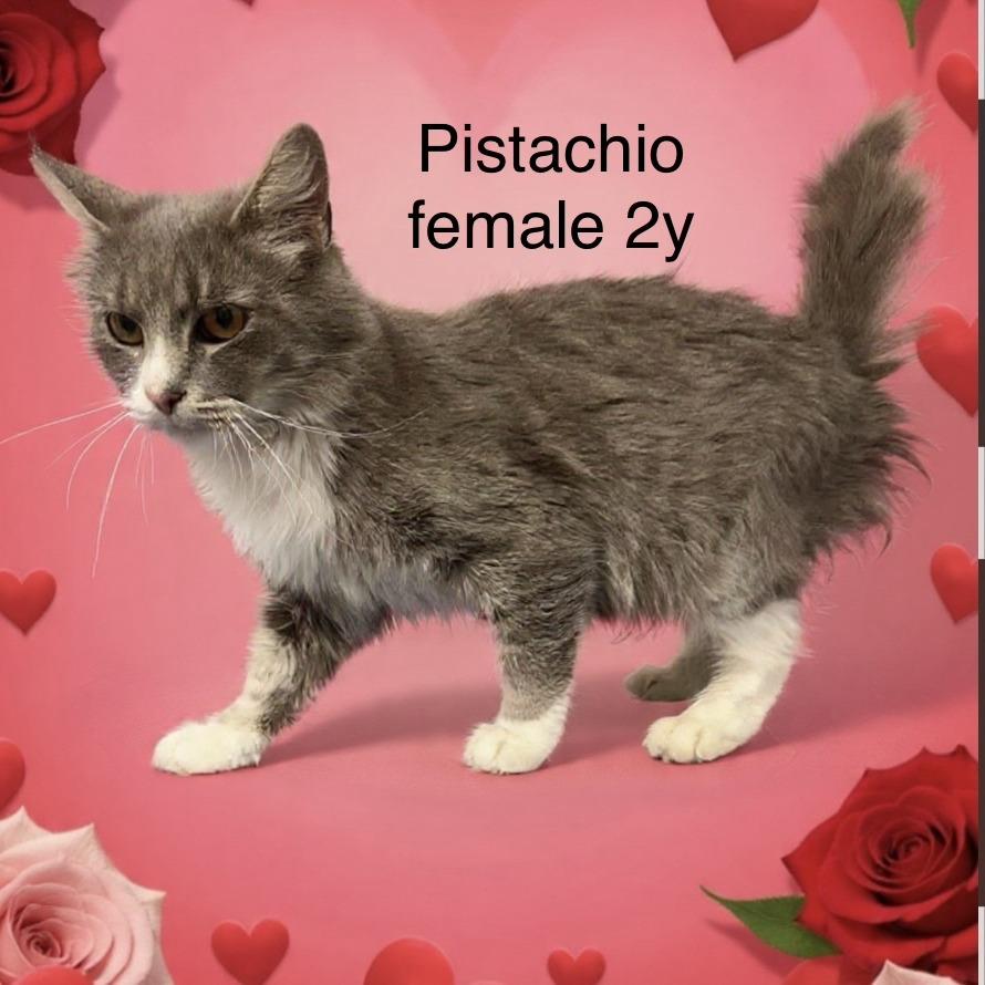 Enlarge Pistachio, a Adoptable Domestic Medium Hair in New Tazewell, TN image 1/1