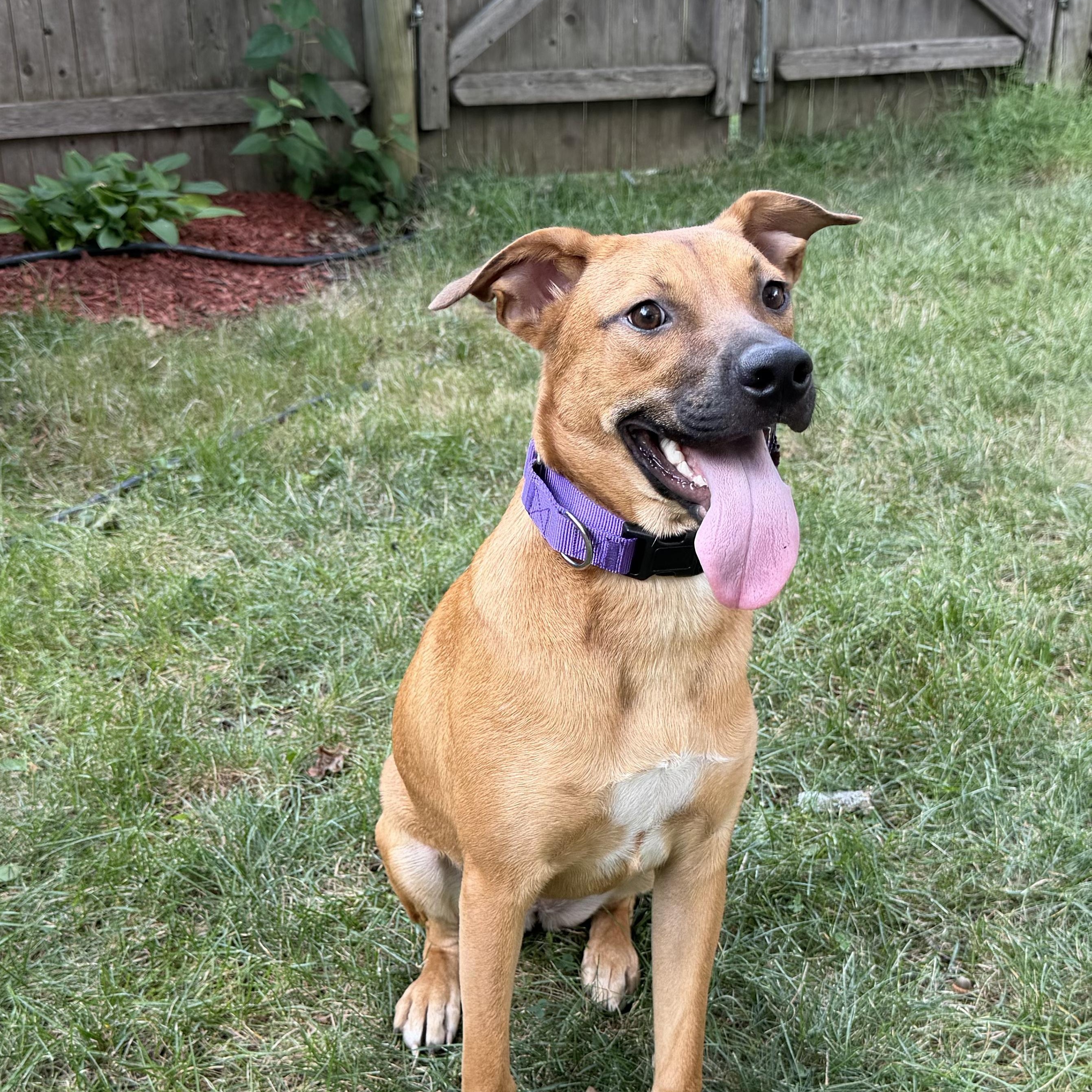 Enlarge Jackie, a ADOPTABLE mixed breed in Boston, MA image 2/6