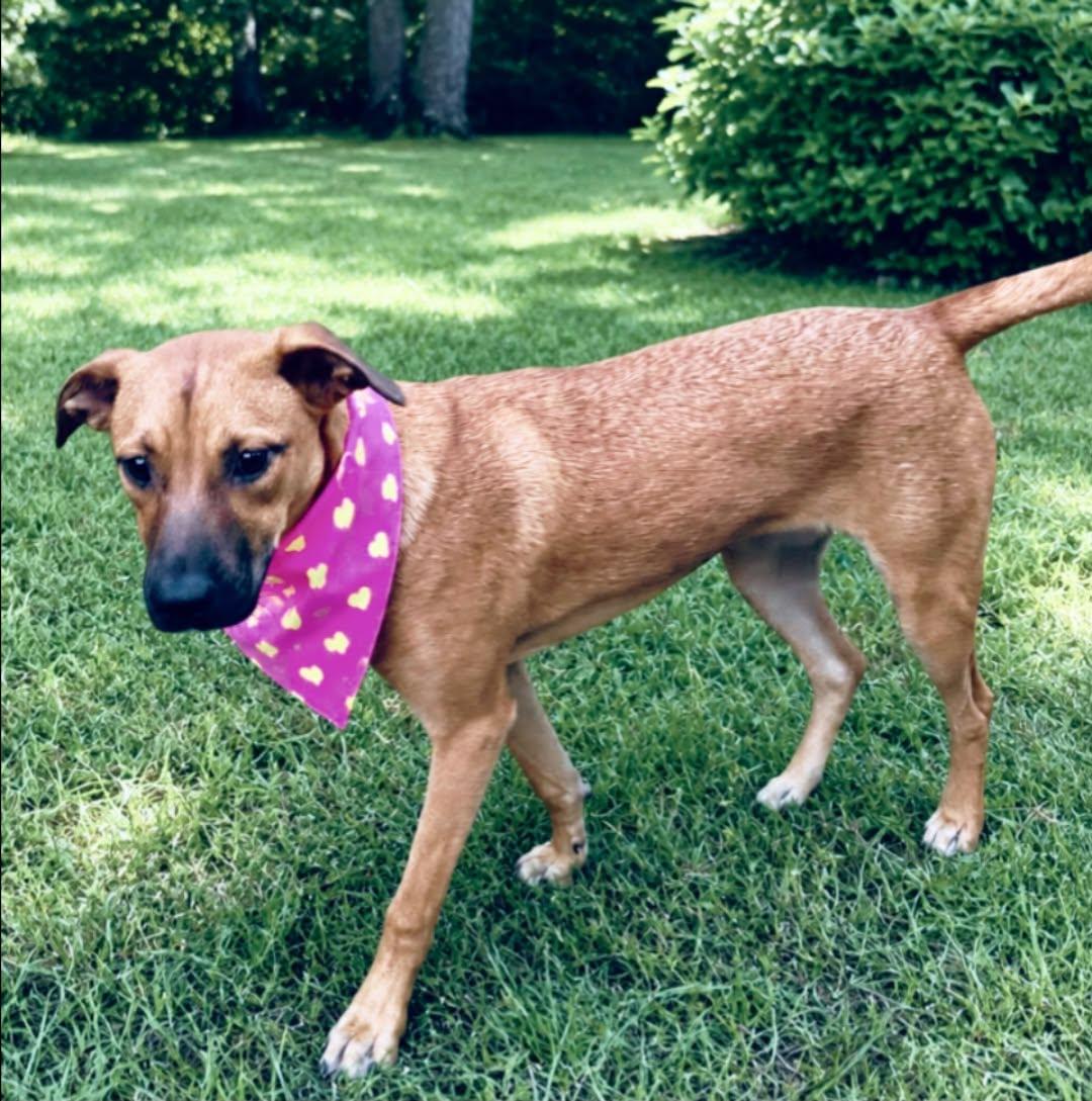 Enlarge Jackie, a ADOPTABLE mixed breed in Boston, MA image 6/6