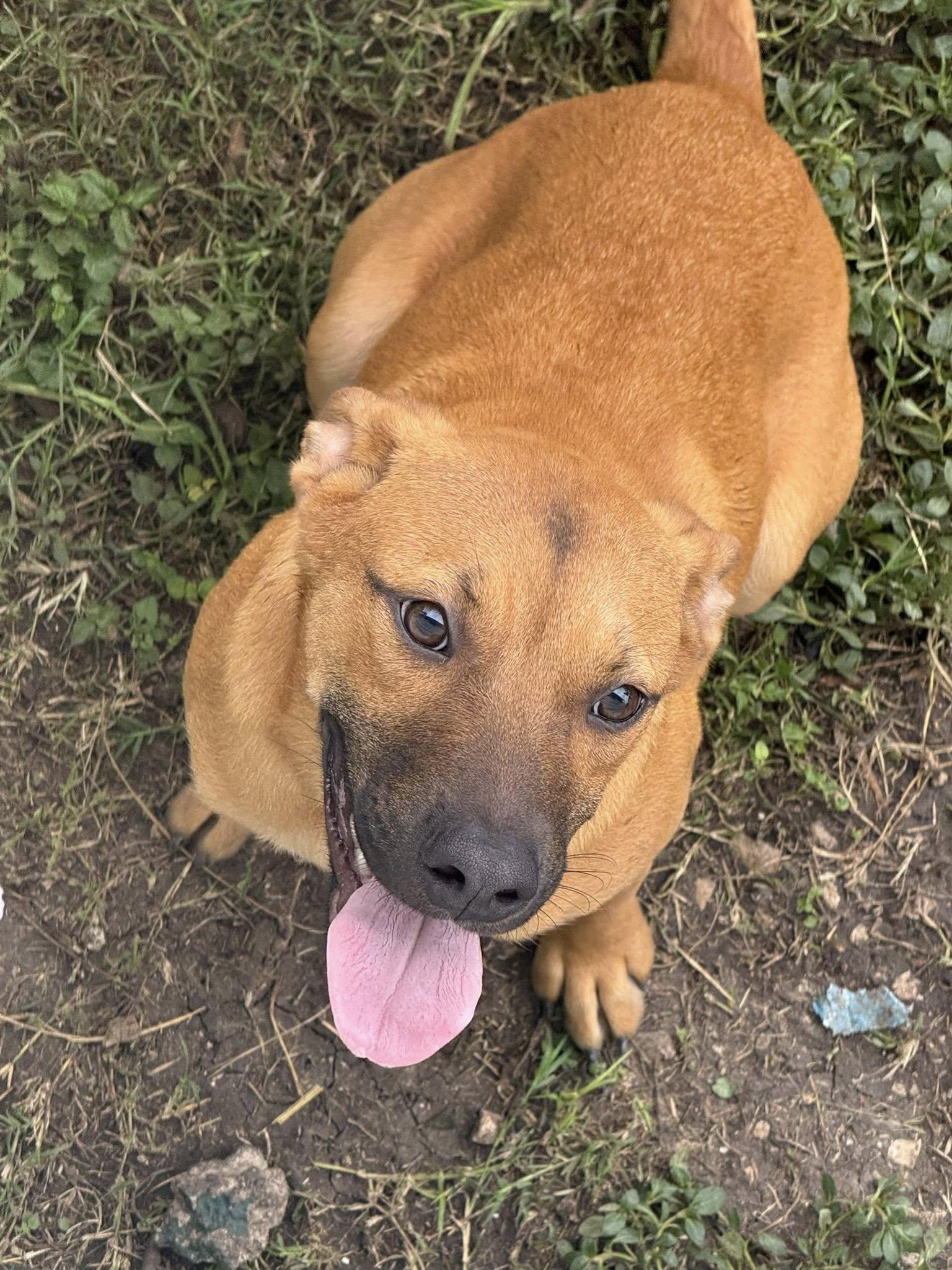 Jackie, a ADOPTABLE mixed breed in Boston, MA image 2/2