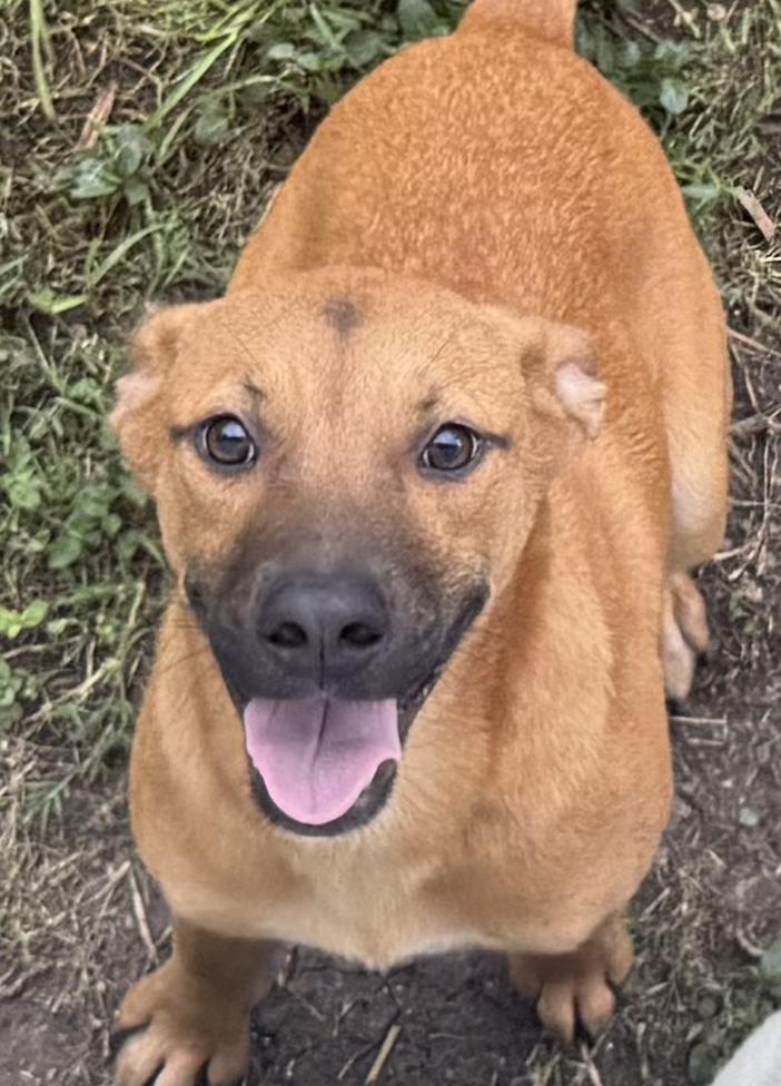 Jackie, a ADOPTABLE mixed breed in Boston, MA image 4/4