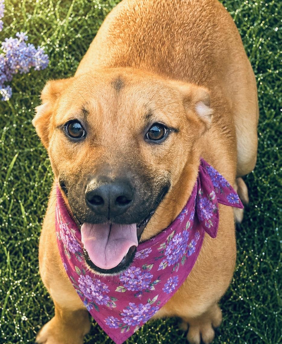 Jackie, ADOPTABLE, Young Female Boxer & Labrador Retriever.