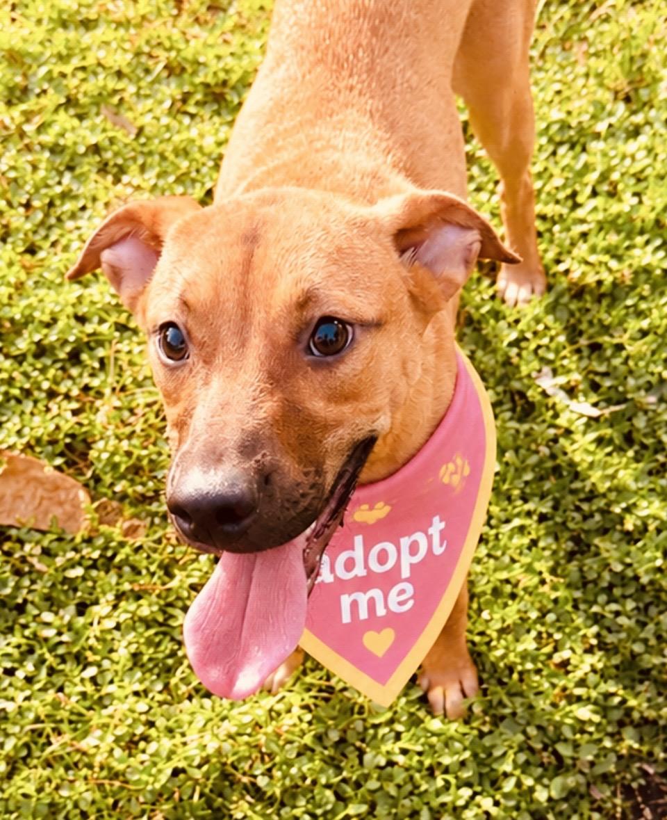 Enlarge Jackie, a ADOPTABLE mixed breed in Boston, MA image 3/6