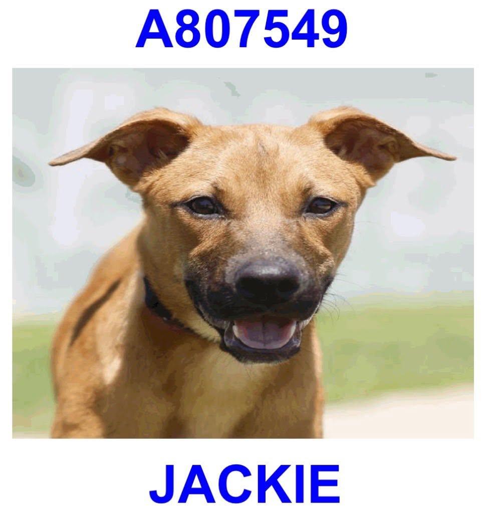 Jackie, a ADOPTABLE mixed breed in Boston, MA image 1/2