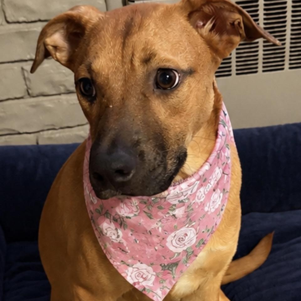 Jackie, ADOPTABLE, Young Female German Shepherd Dog & Labrador Retriever.