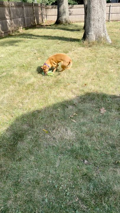 Enlarge Jackie, a ADOPTABLE mixed breed in Boston, MA video 4/6
