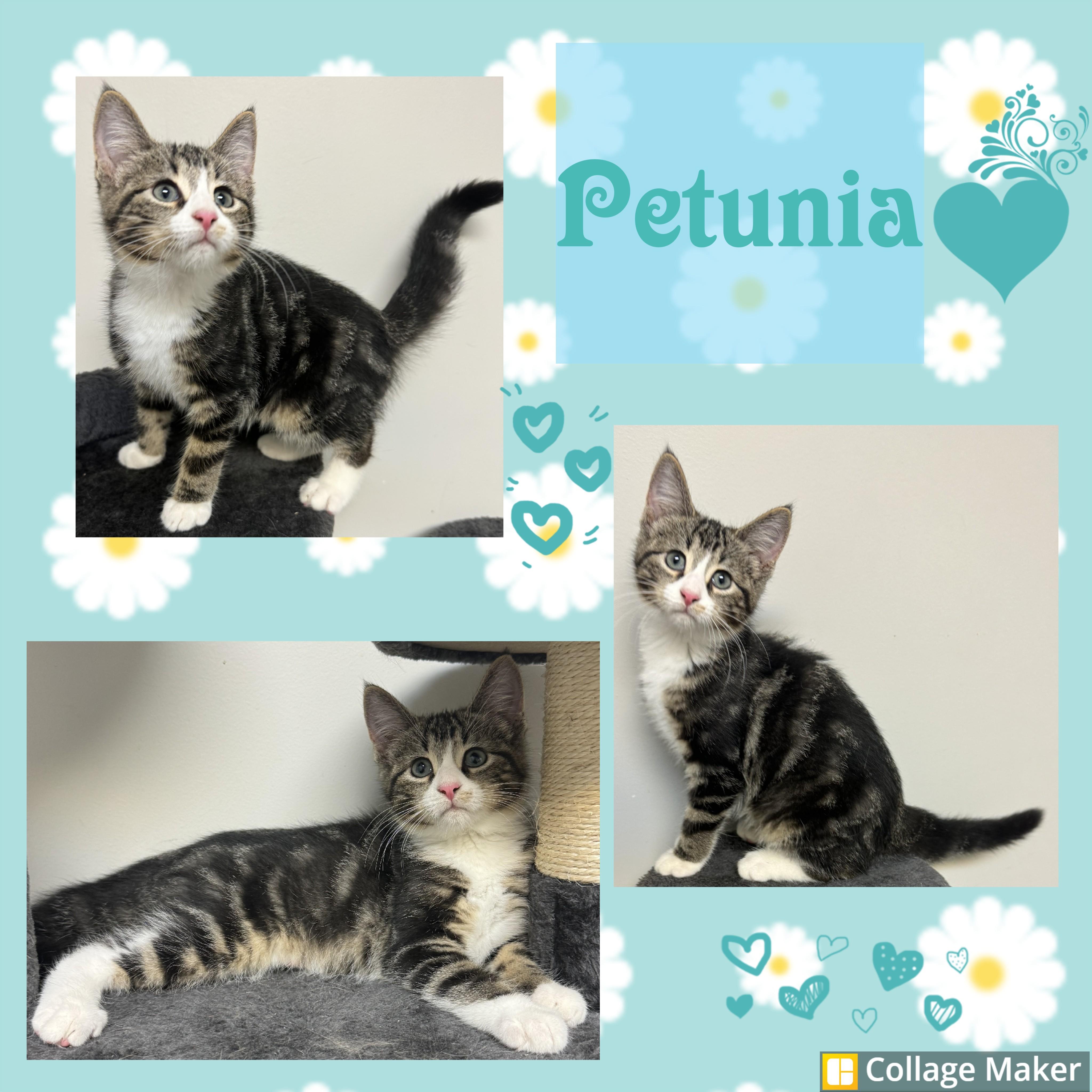 Petunia, ADOPTABLE, Young Female Domestic Short Hair.