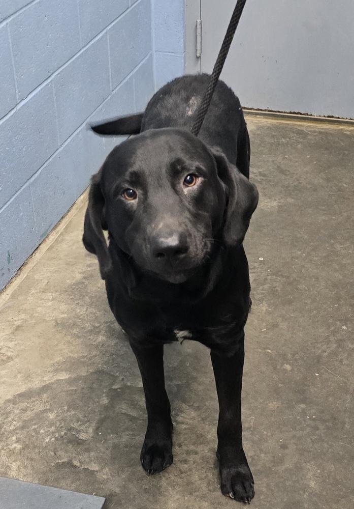 Enlarge Moose, a Adopted Labrador Retriever in Evansville, IN image 1/1