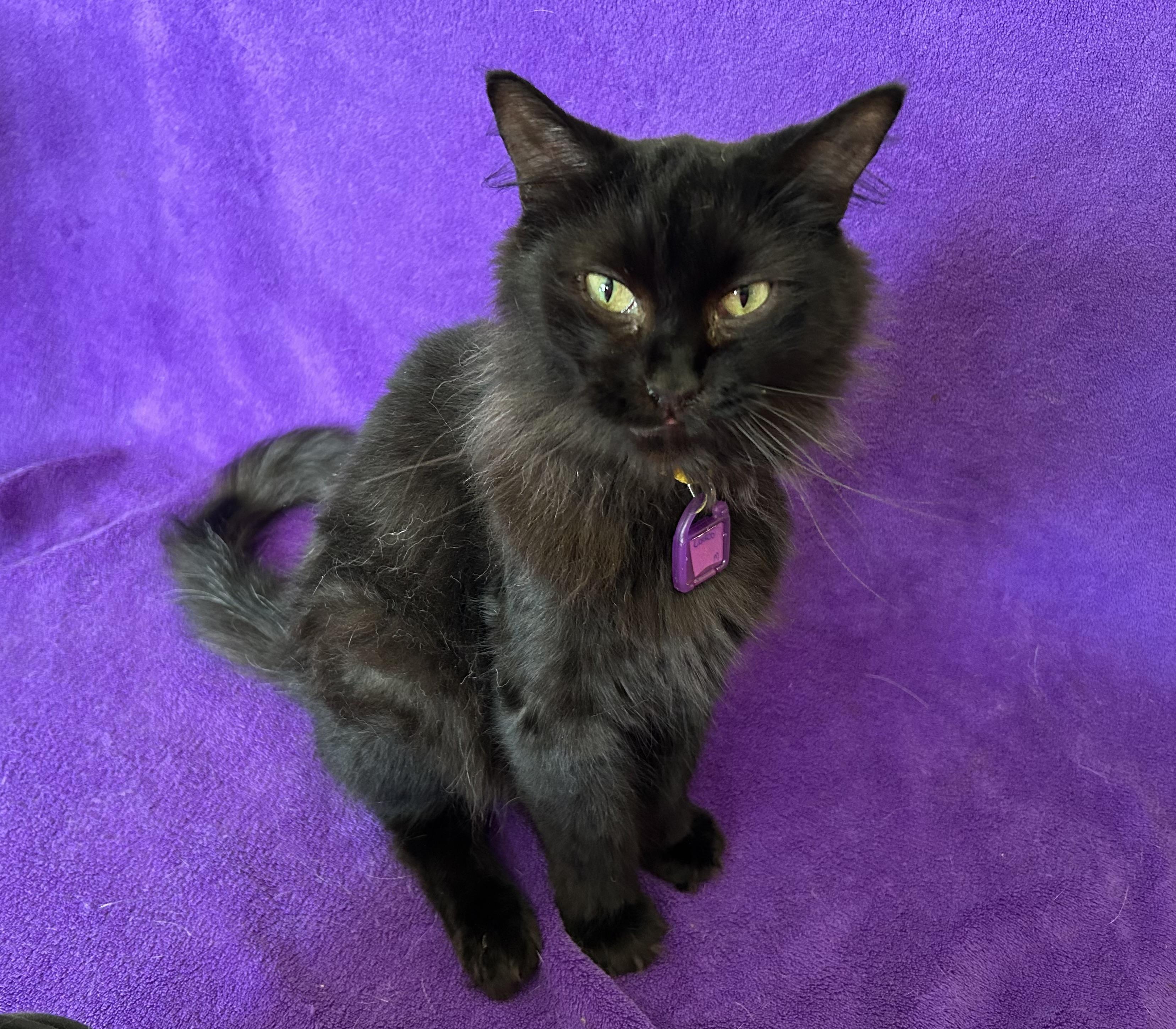 Costco, Adoptable, Adult Male Domestic Long Hair.