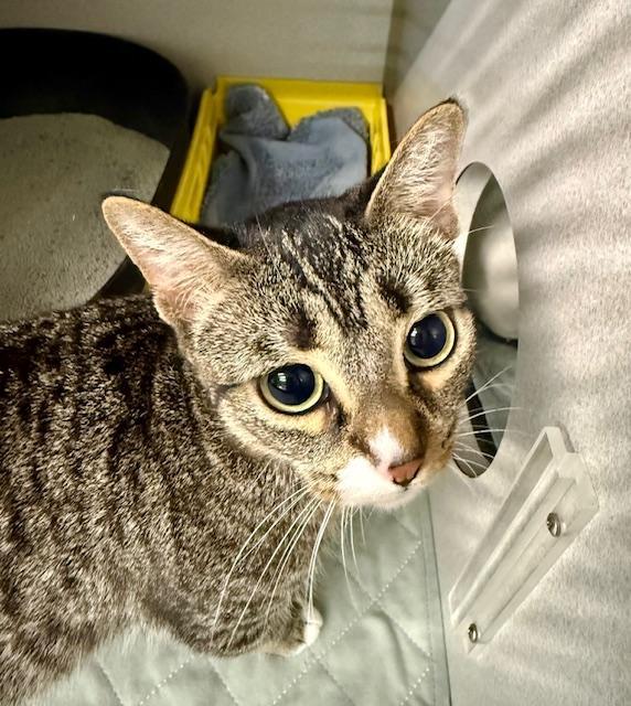 Mittens, a Adoptable Domestic Short Hair in Winter Haven, FL image 6/6