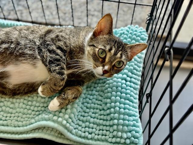 Mittens, a Adoptable Domestic Short Hair in Winter Haven, FL image 5/6